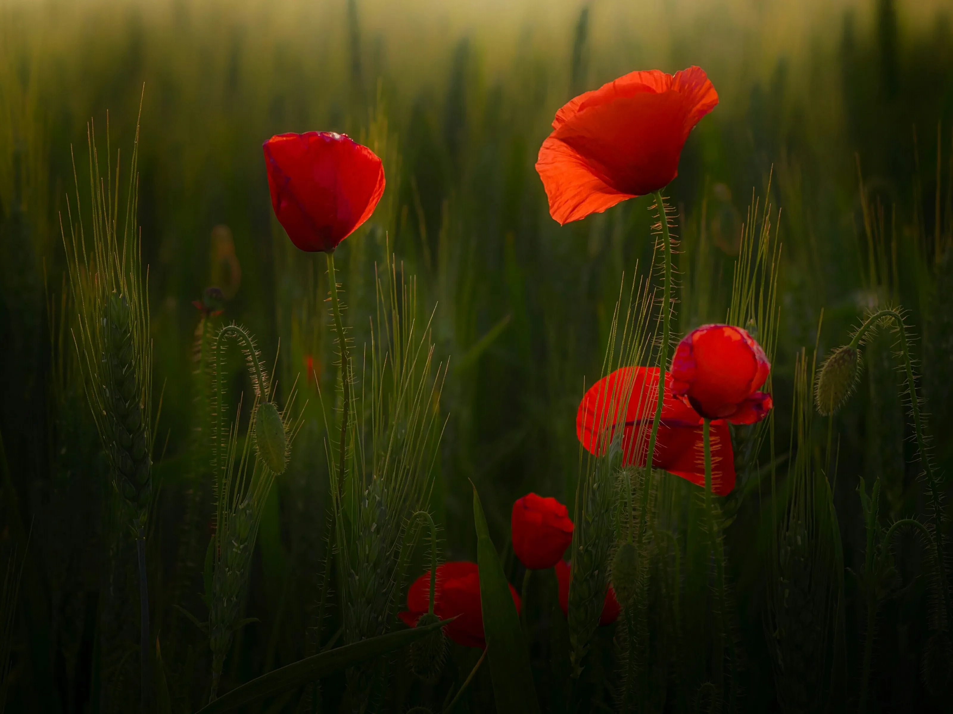 Last light glow