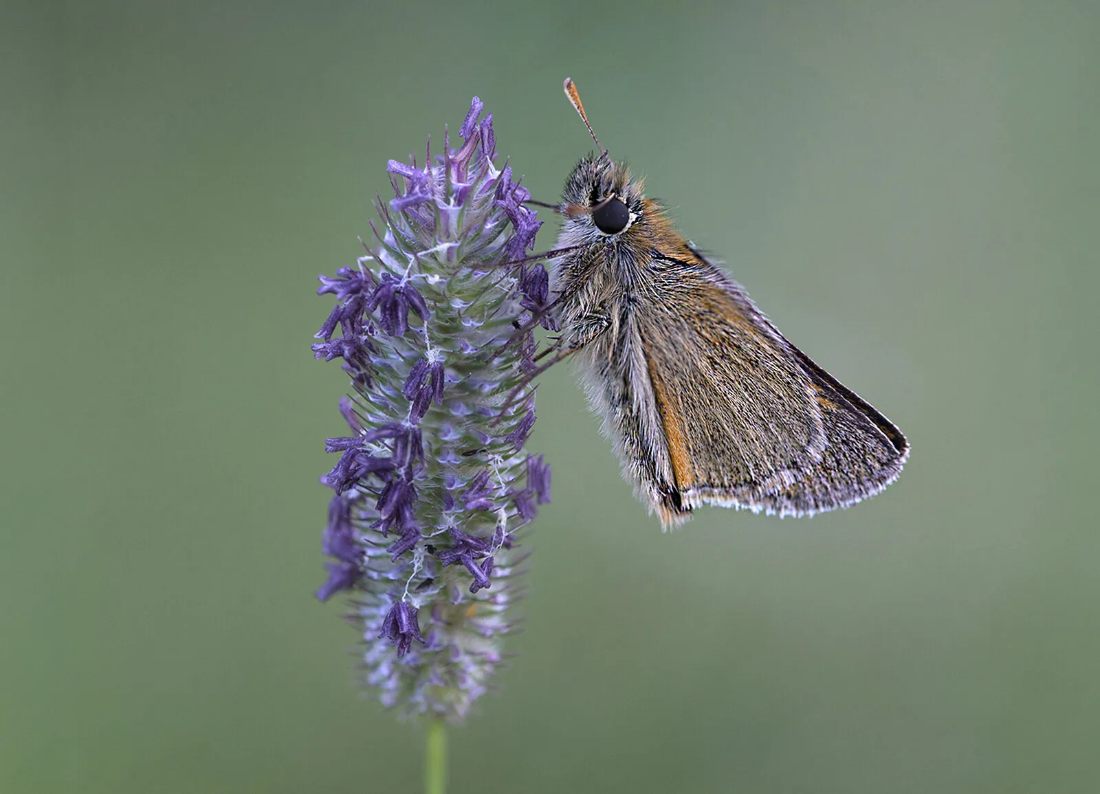 Small Skipper