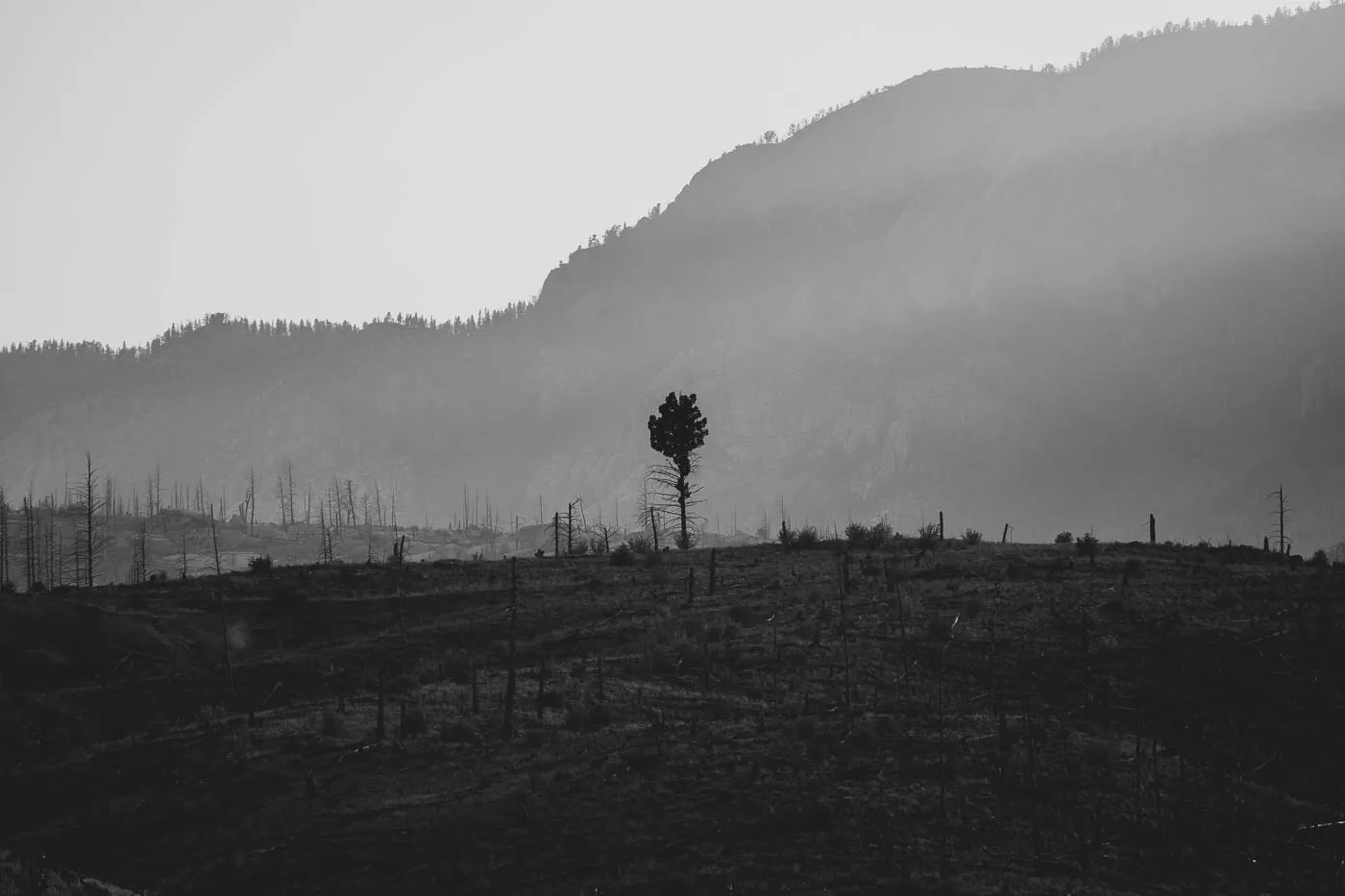 Creation does not exist without destruction - 2020