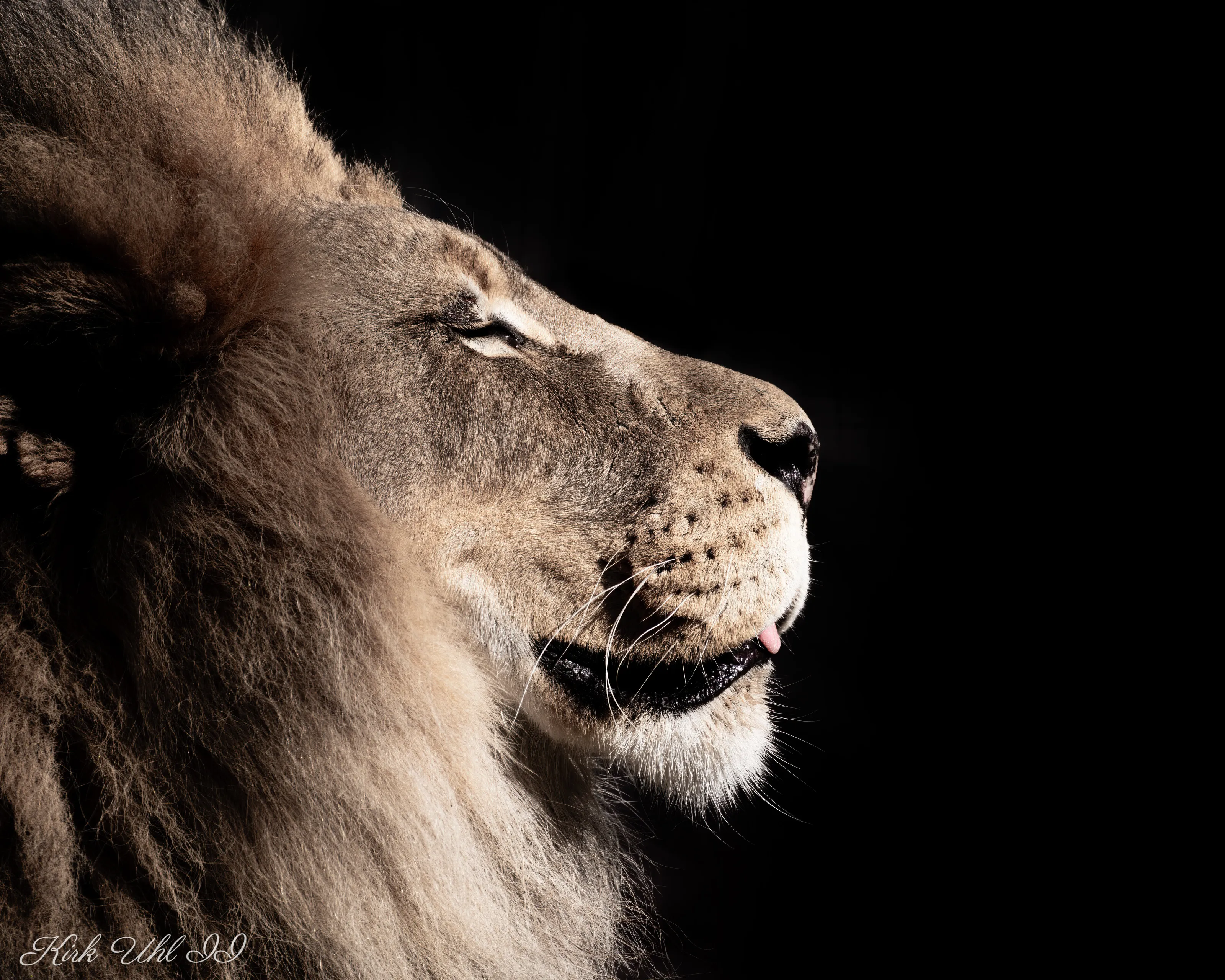 King Of The Sacramento Zoo