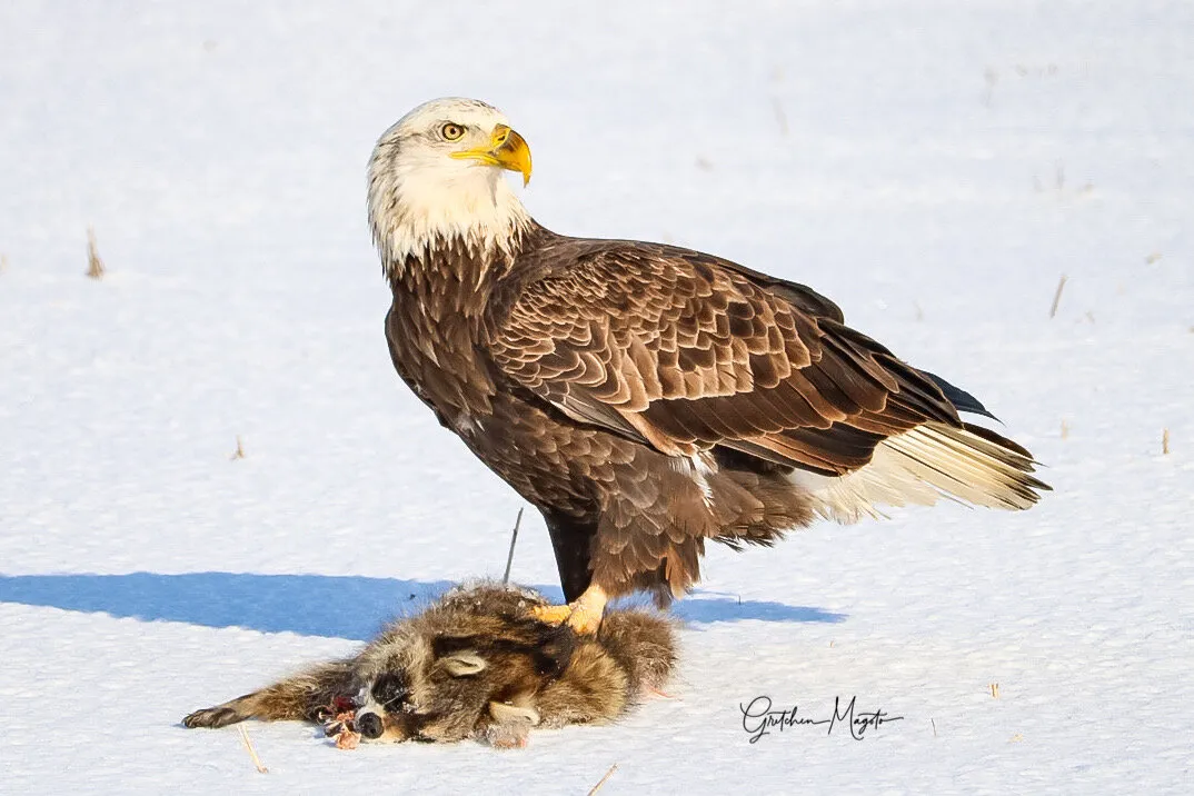 Bald Eagle
