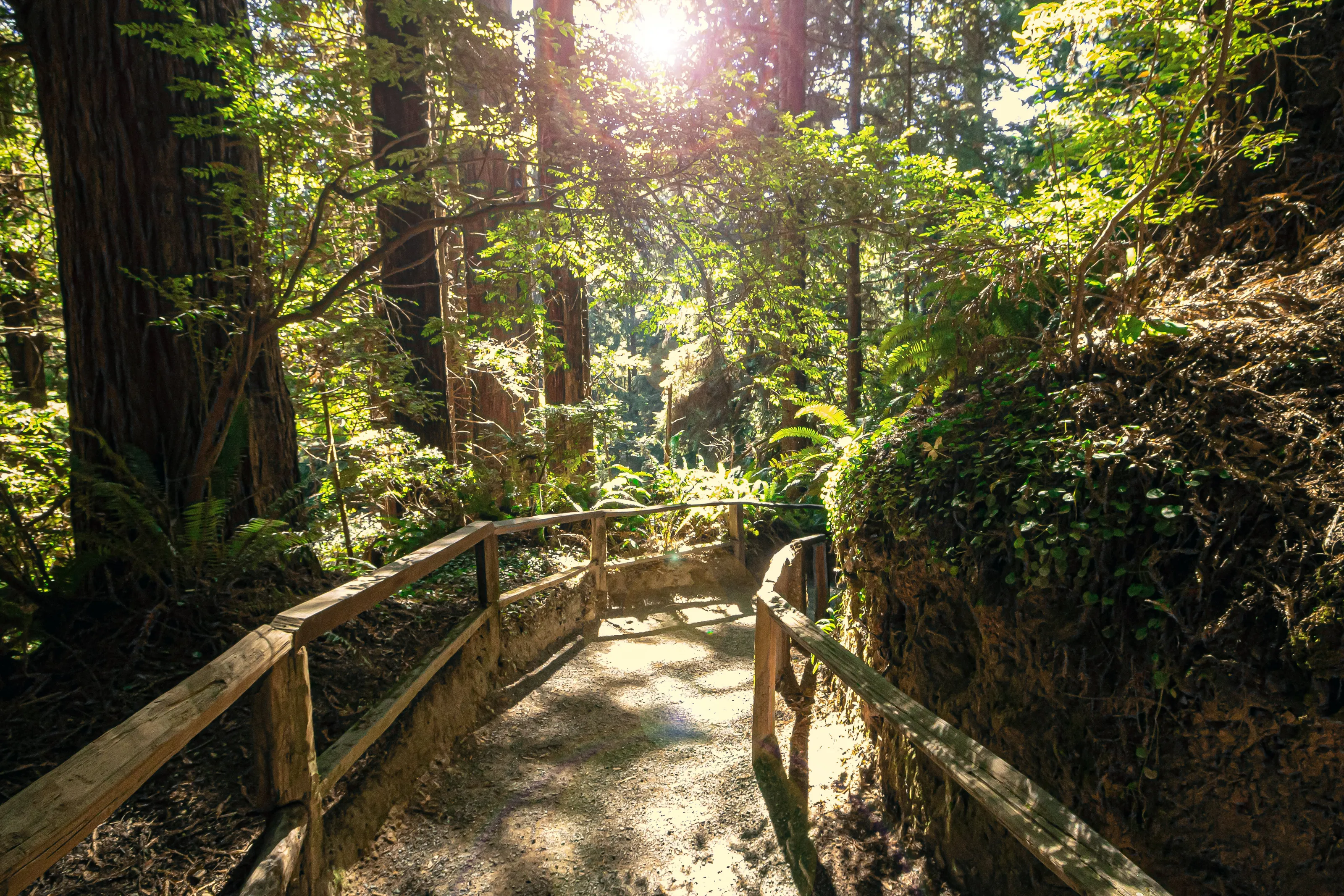Redwoods path directional