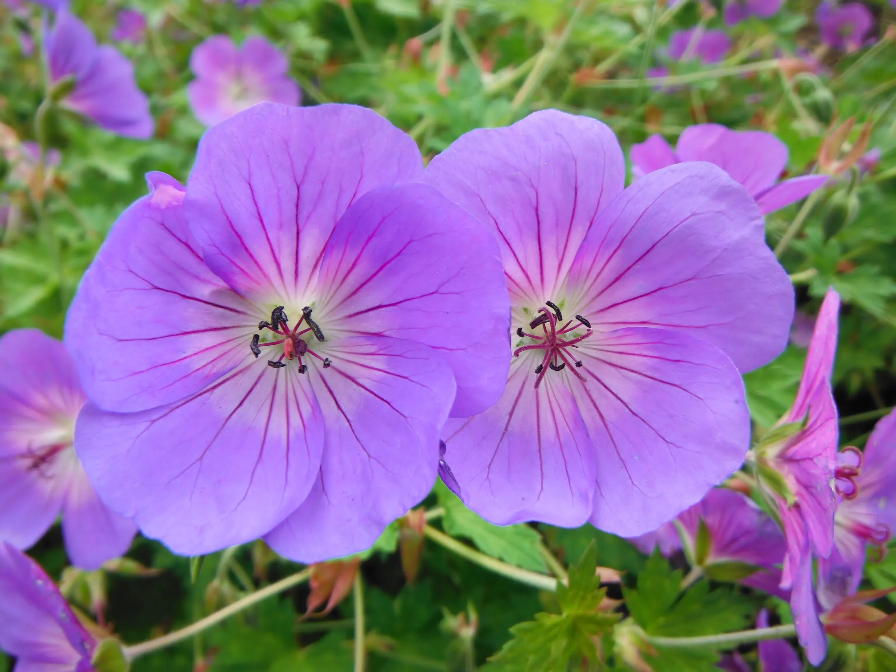 Purple flowers