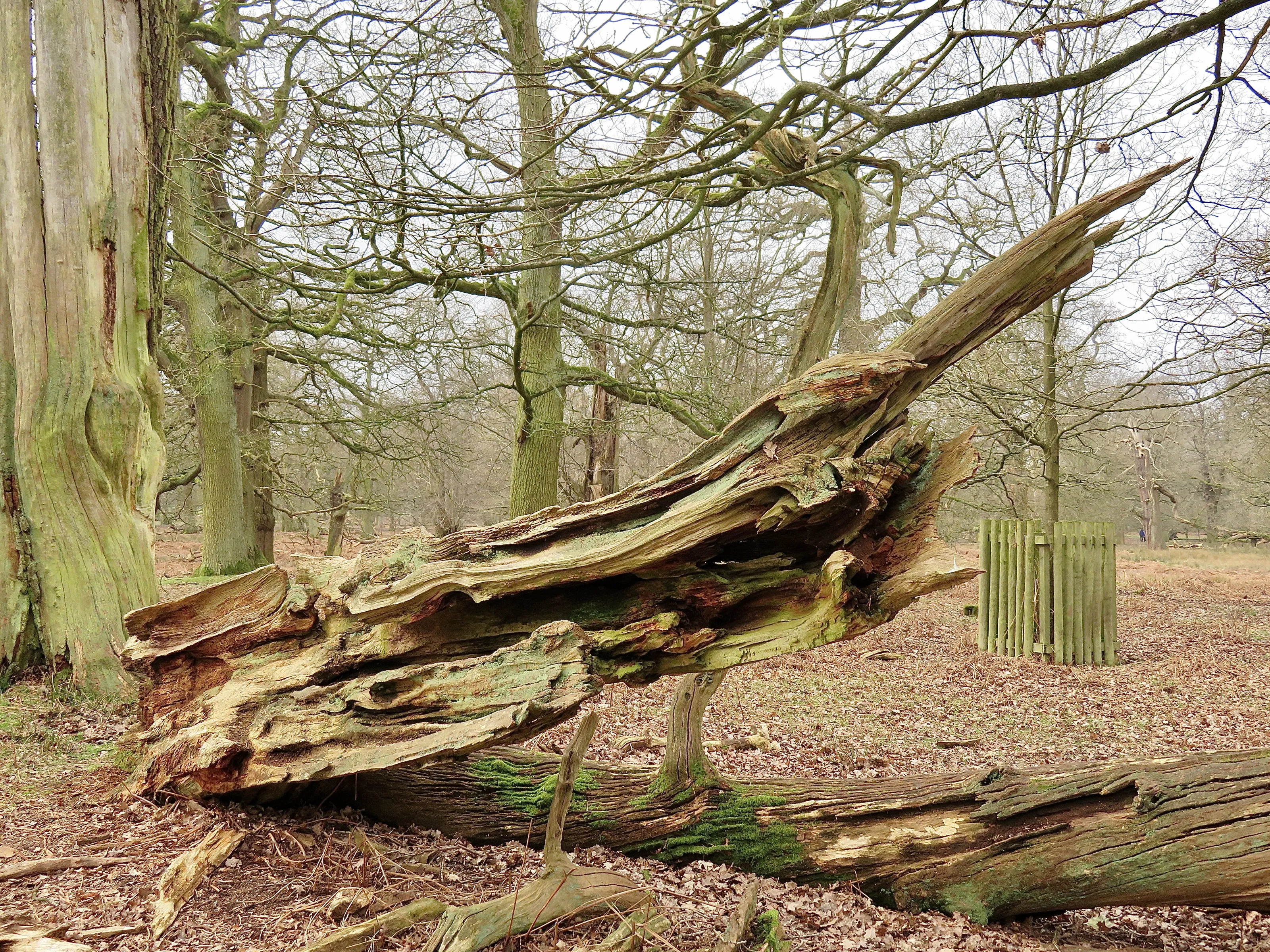 Dunham Massey