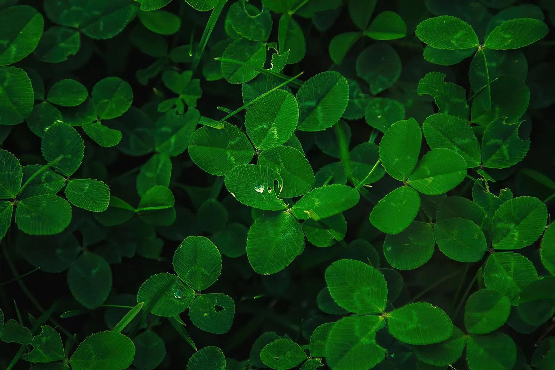 Clover