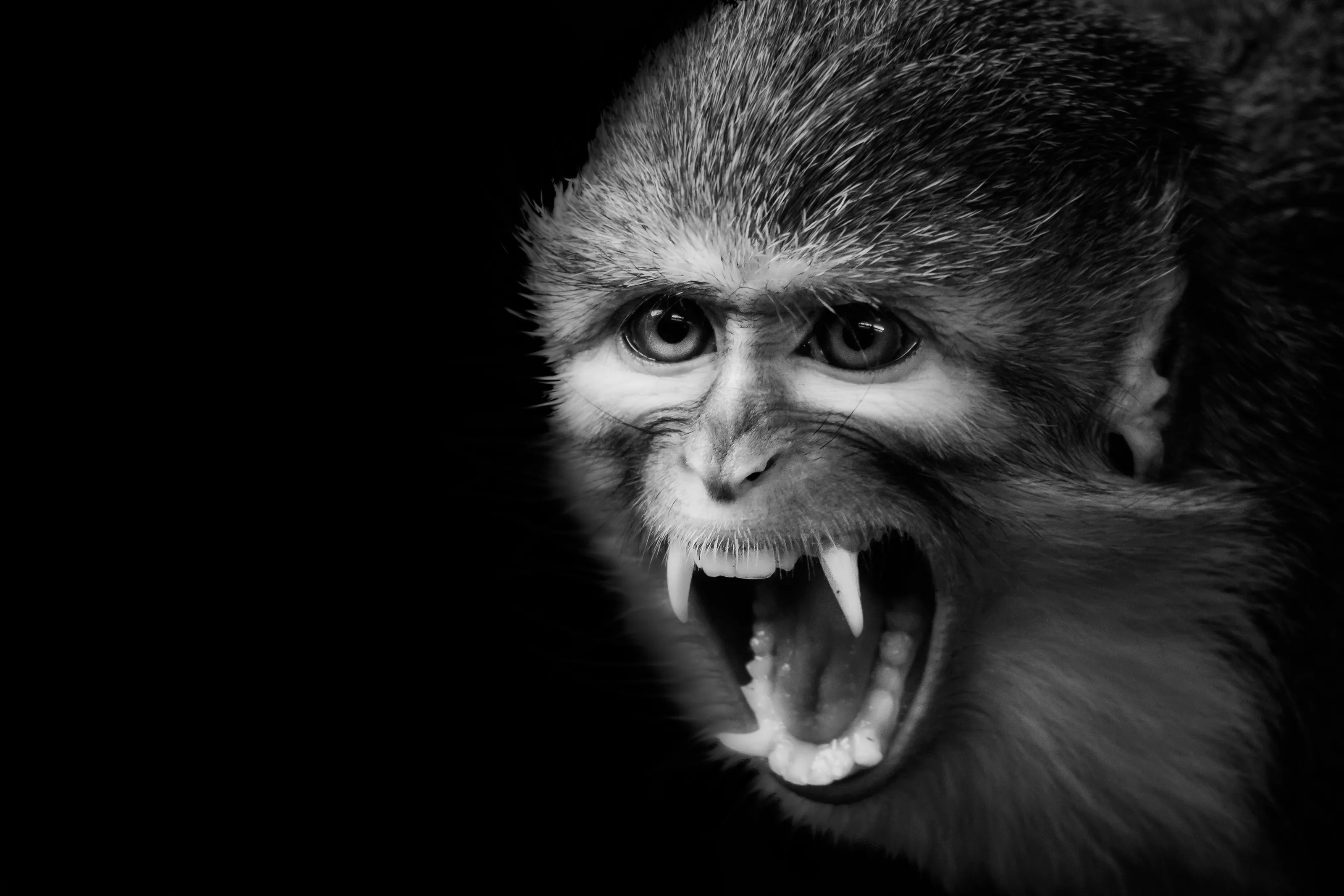 Monkey
