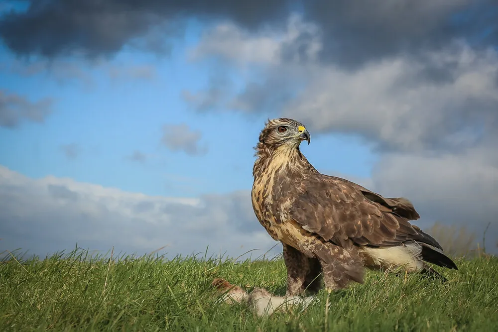 Buzzard