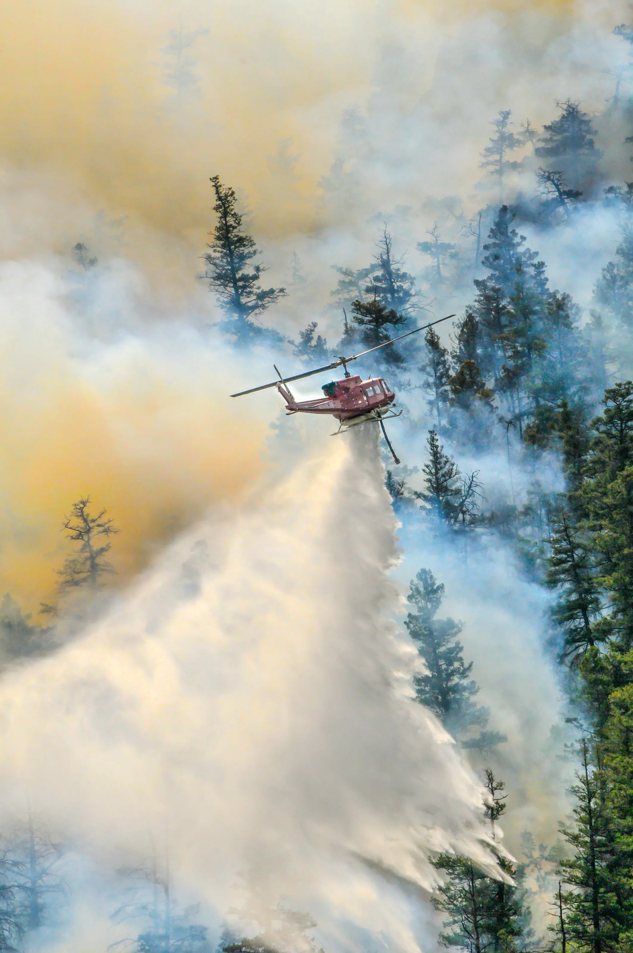 Forest Fire