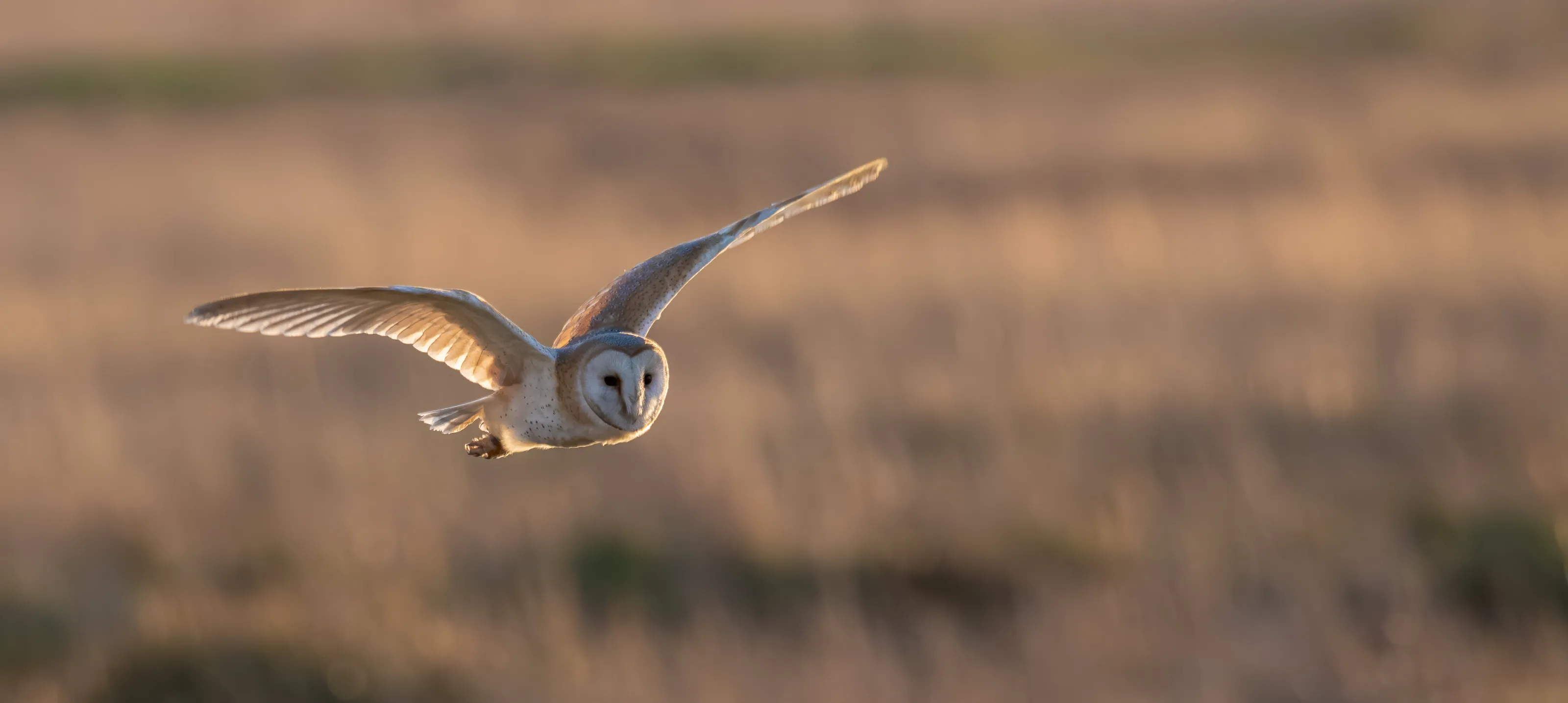 Flying into the Sunset