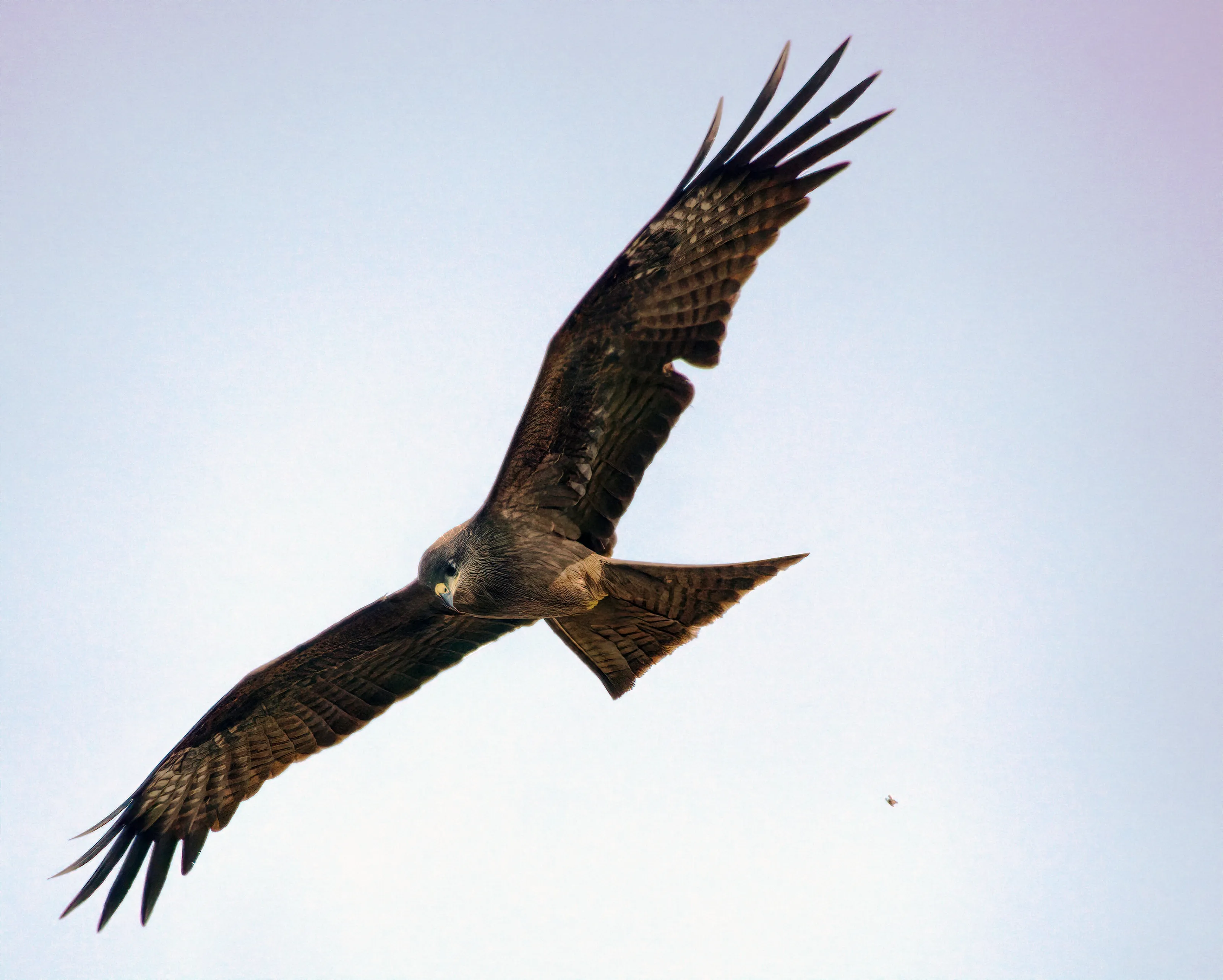 Black Kite
