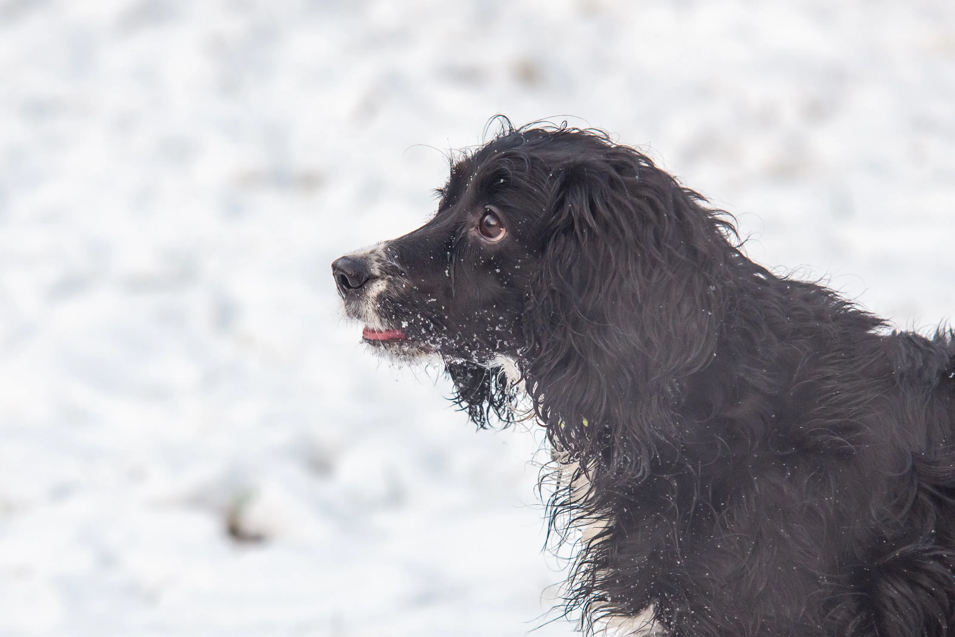 springer in the snow