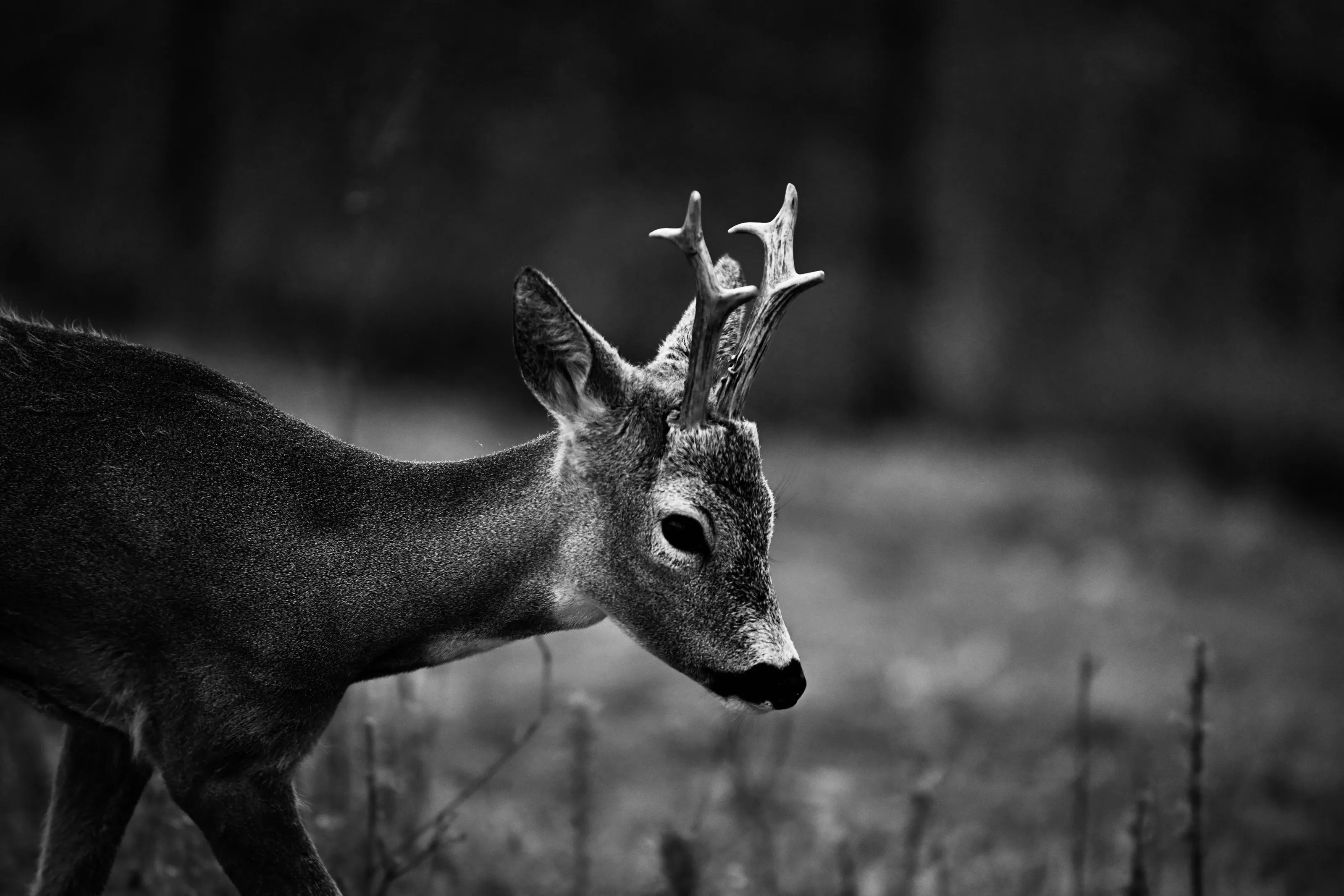 Juvenile Stag