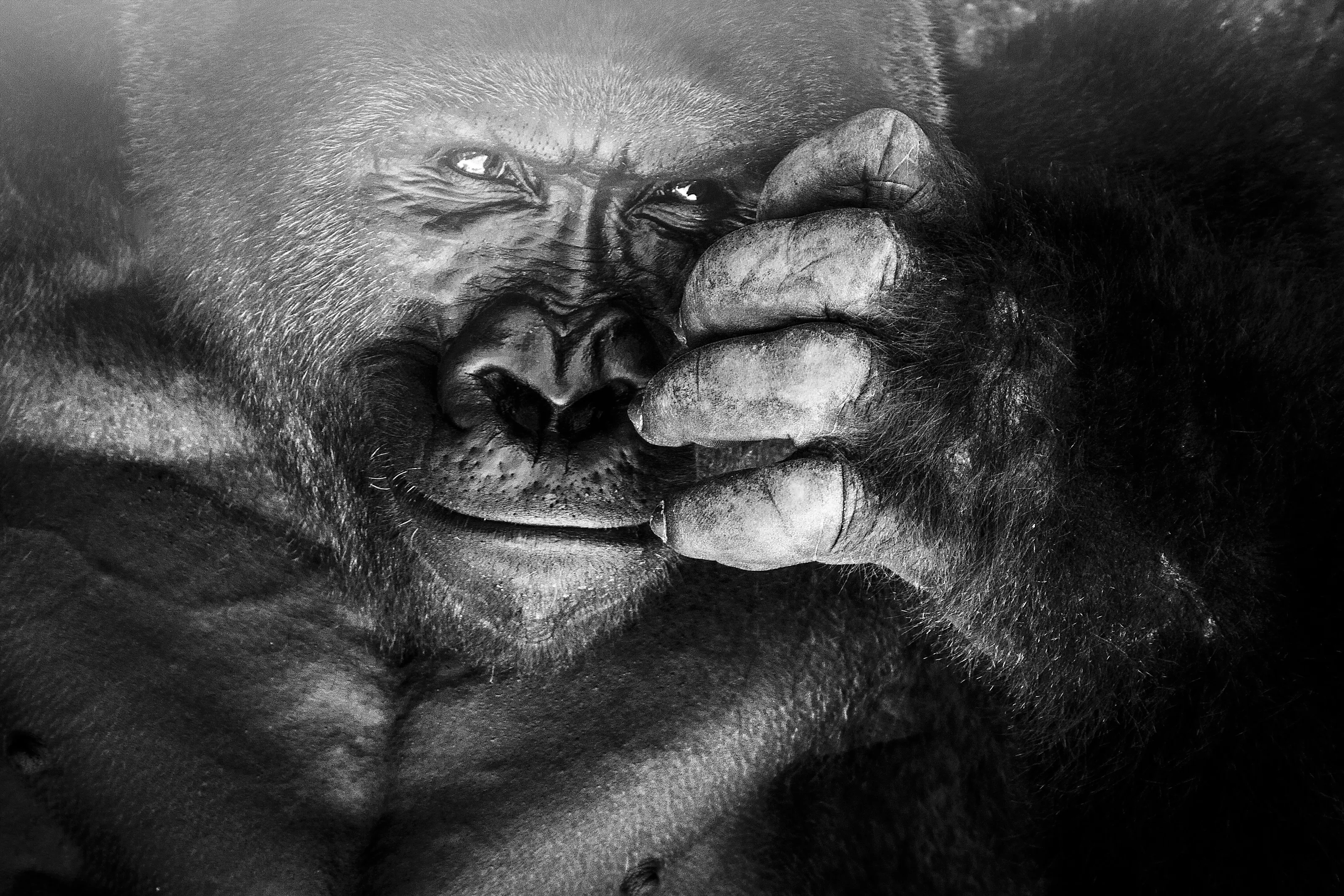 Harambe