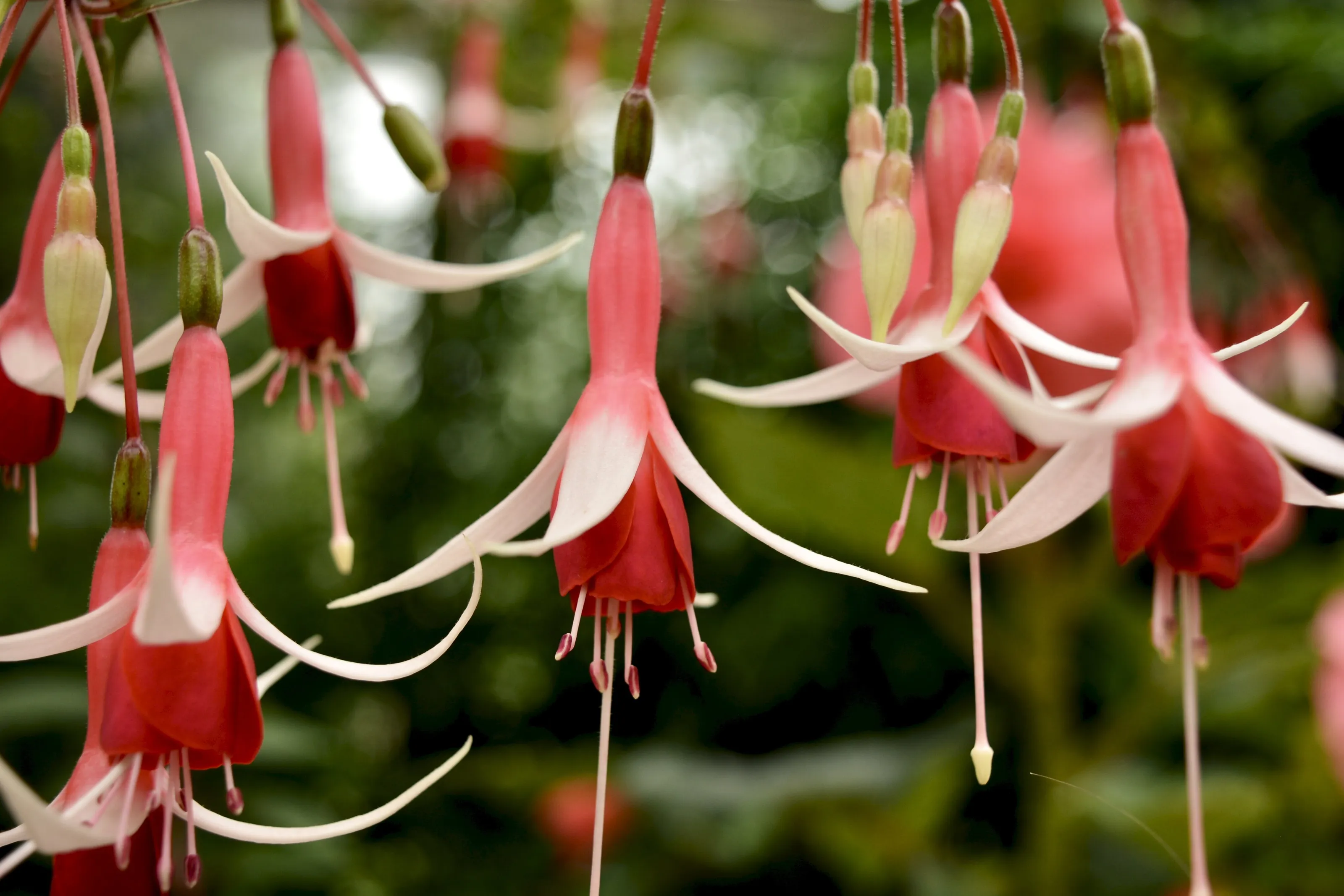 Flowers at the Oxford Botanic Garden