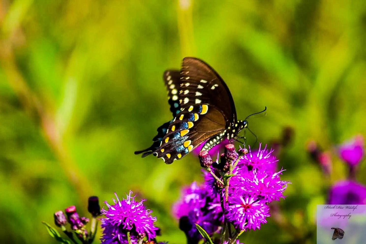 black swallowtail