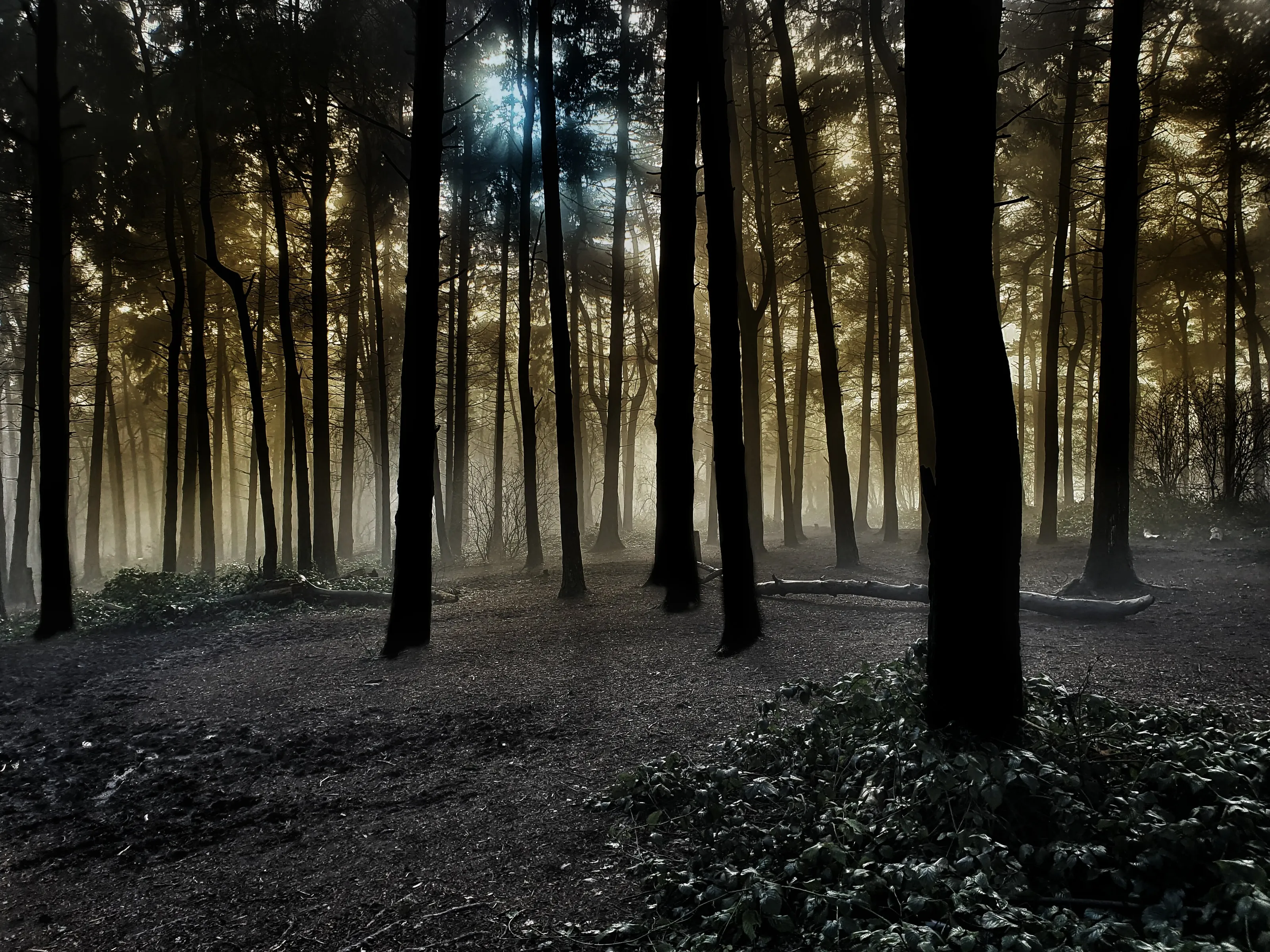 In the dark woods