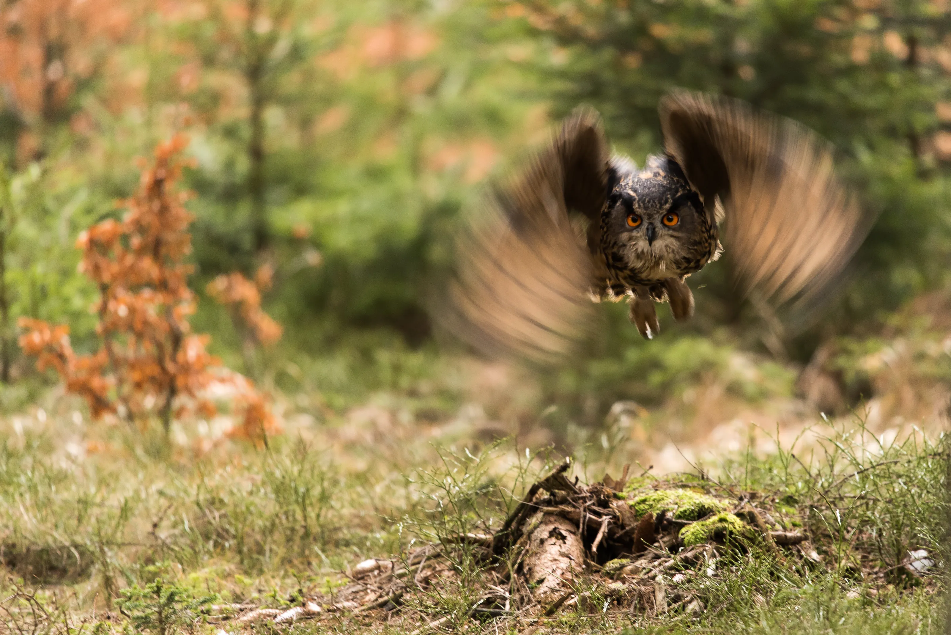 Eagle Owl in flight