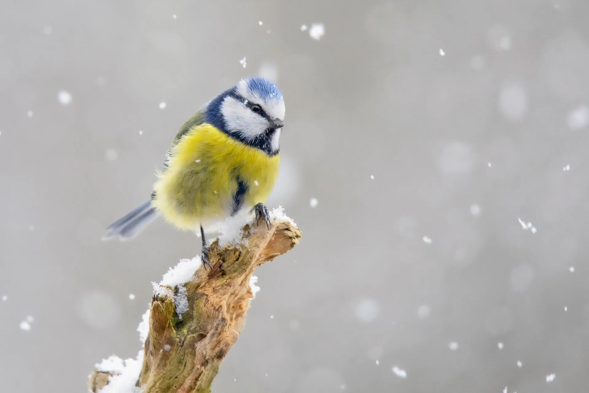 Snowfun