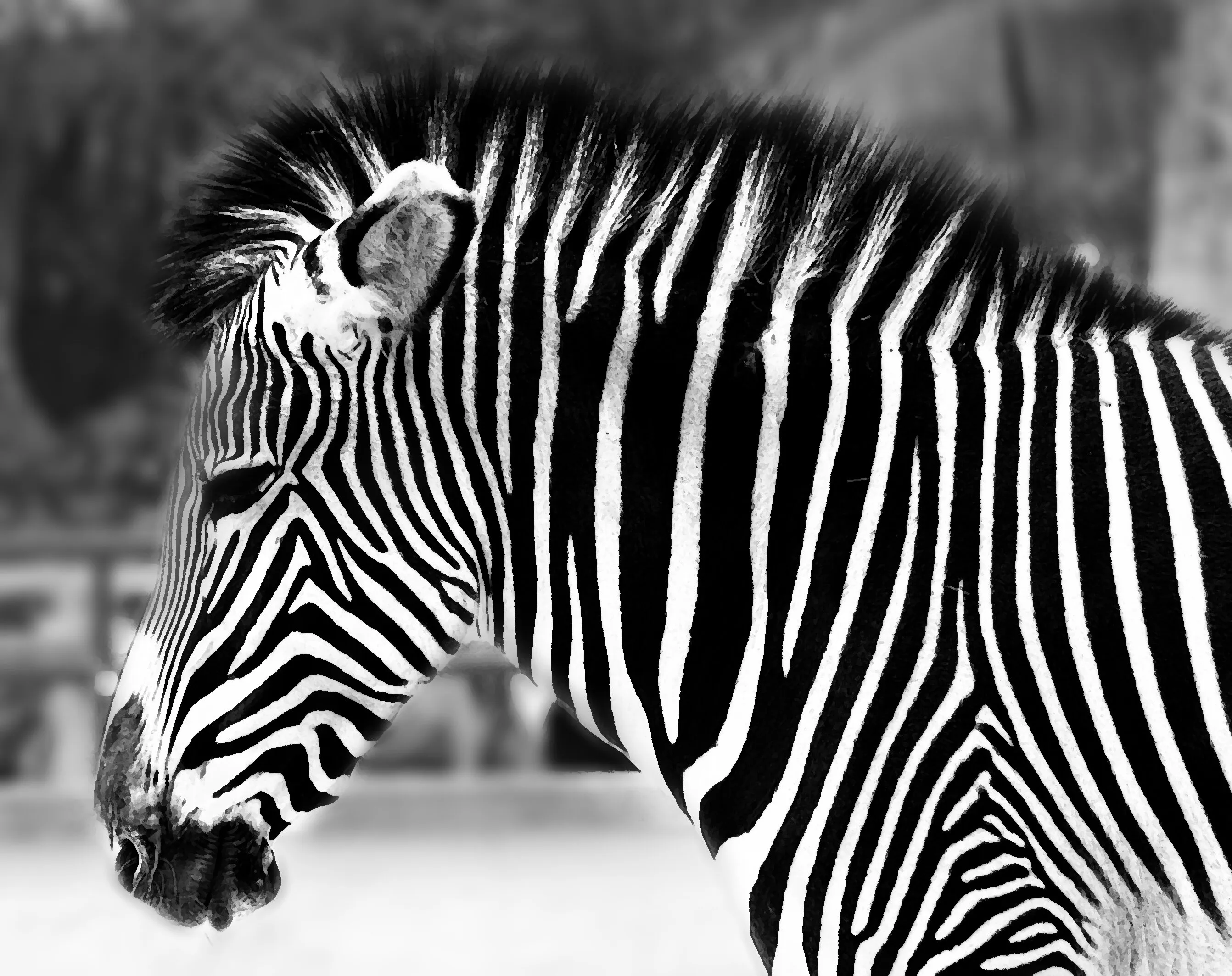Zebra