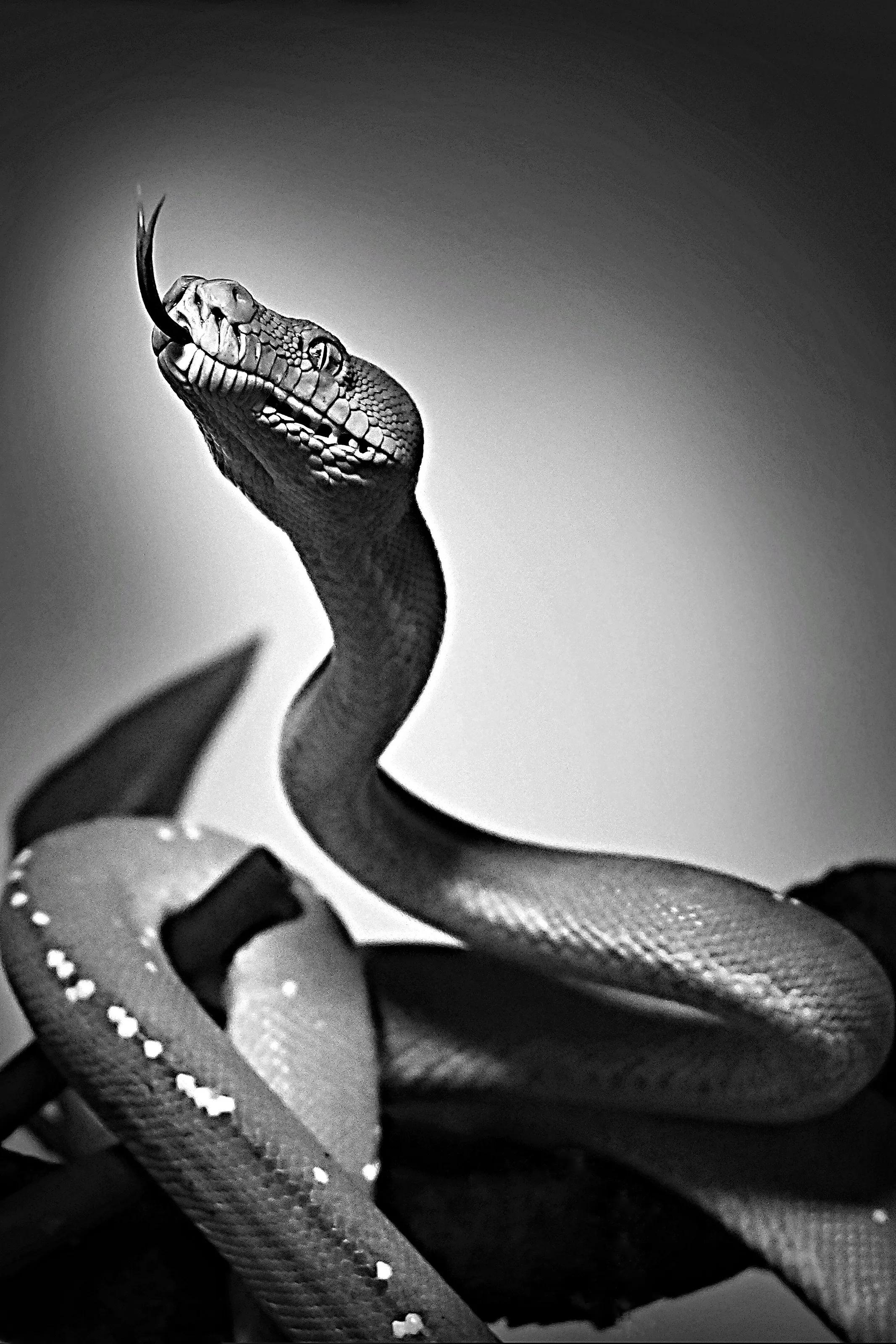 Morelia viridis