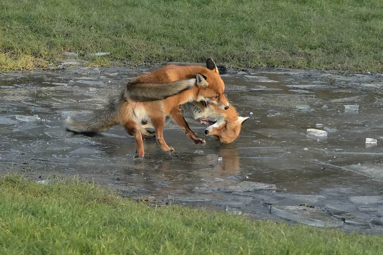 Entry 9160574