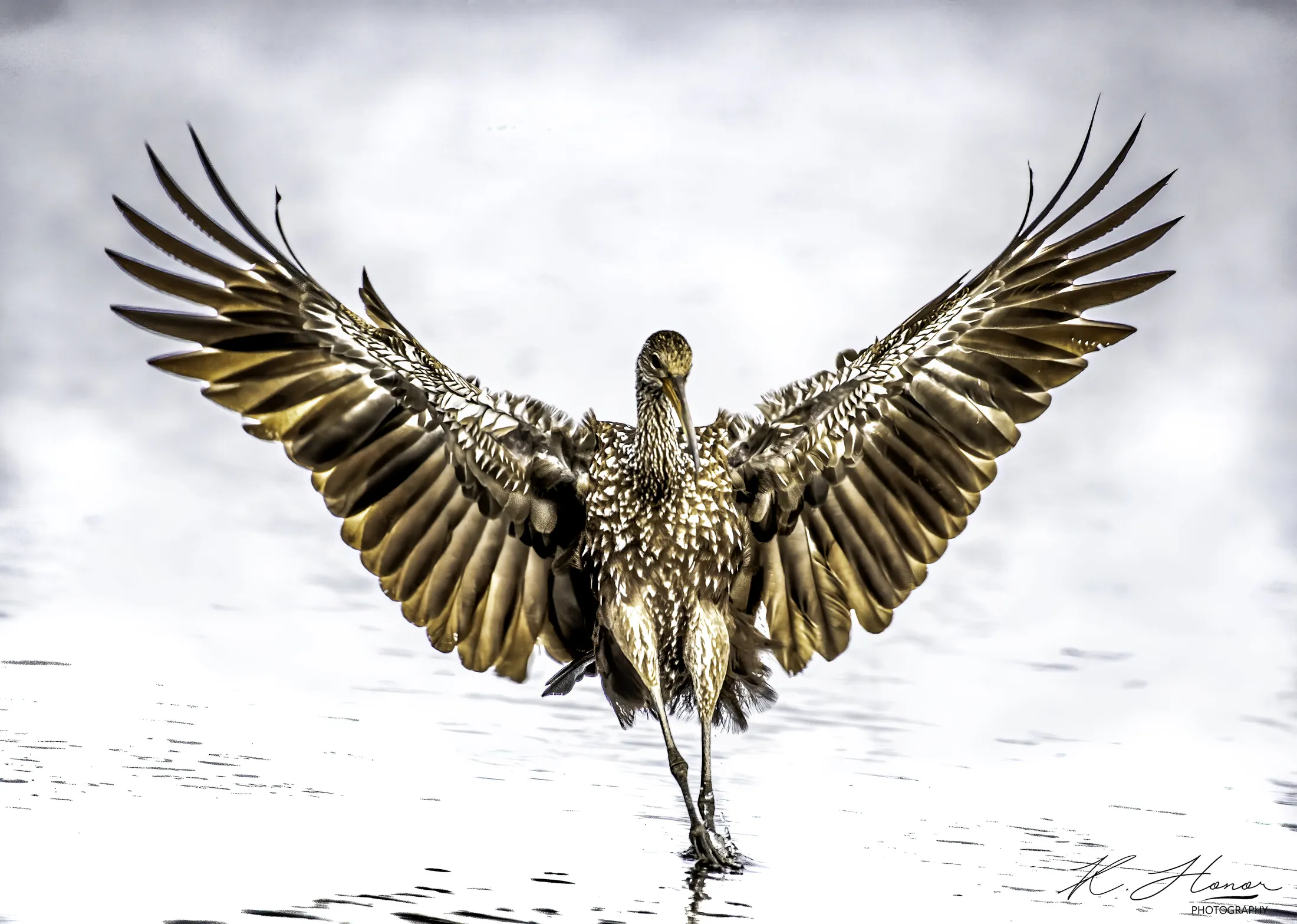 Limpkin angel