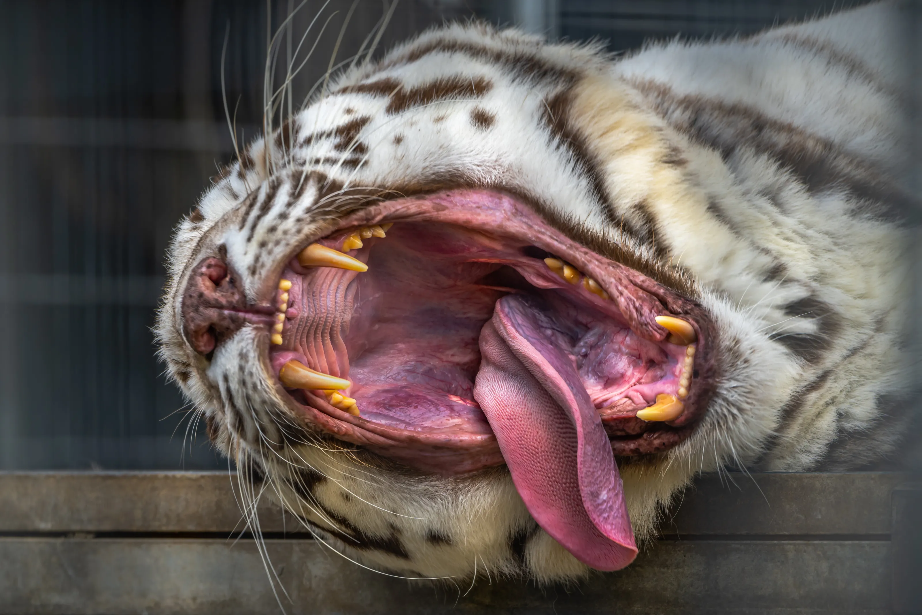 A White Siberian Tiger Yawning