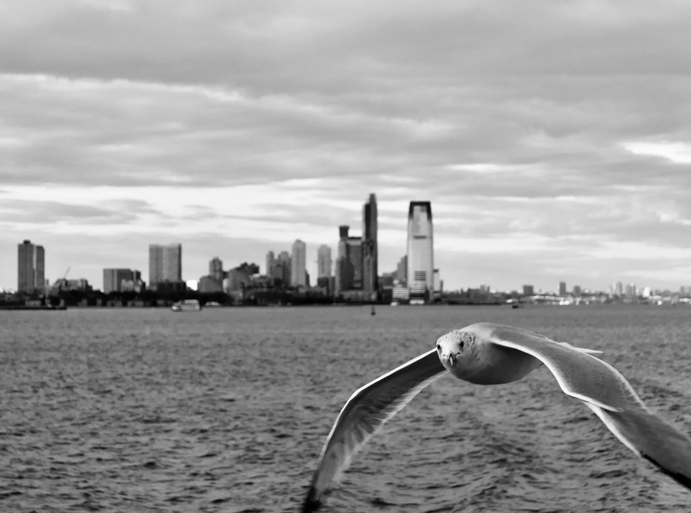 Flying Seabird