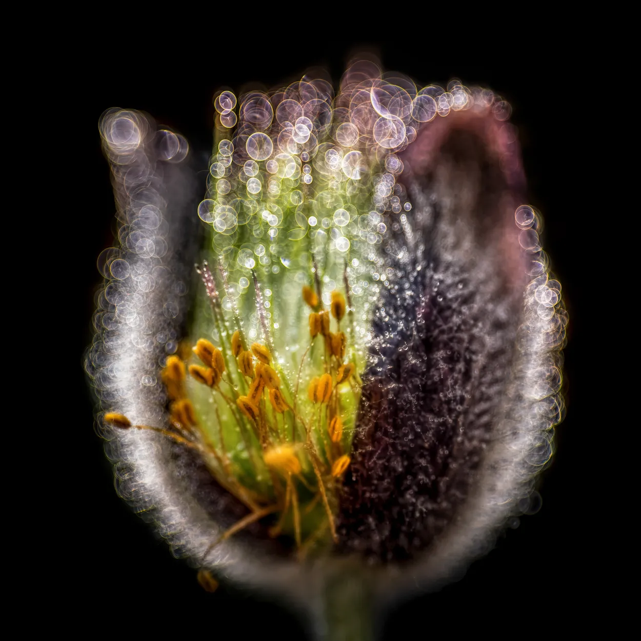 Entry 8819442