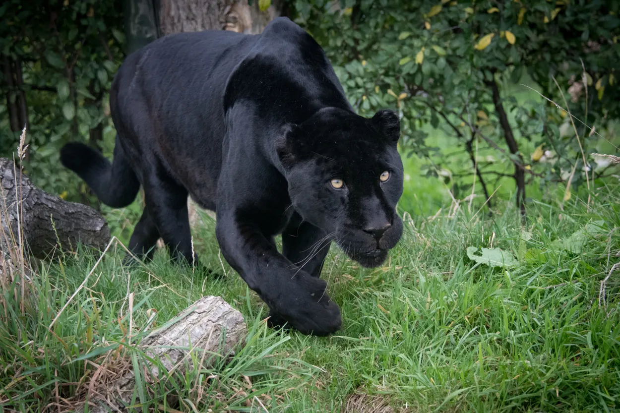 Entry 8741150