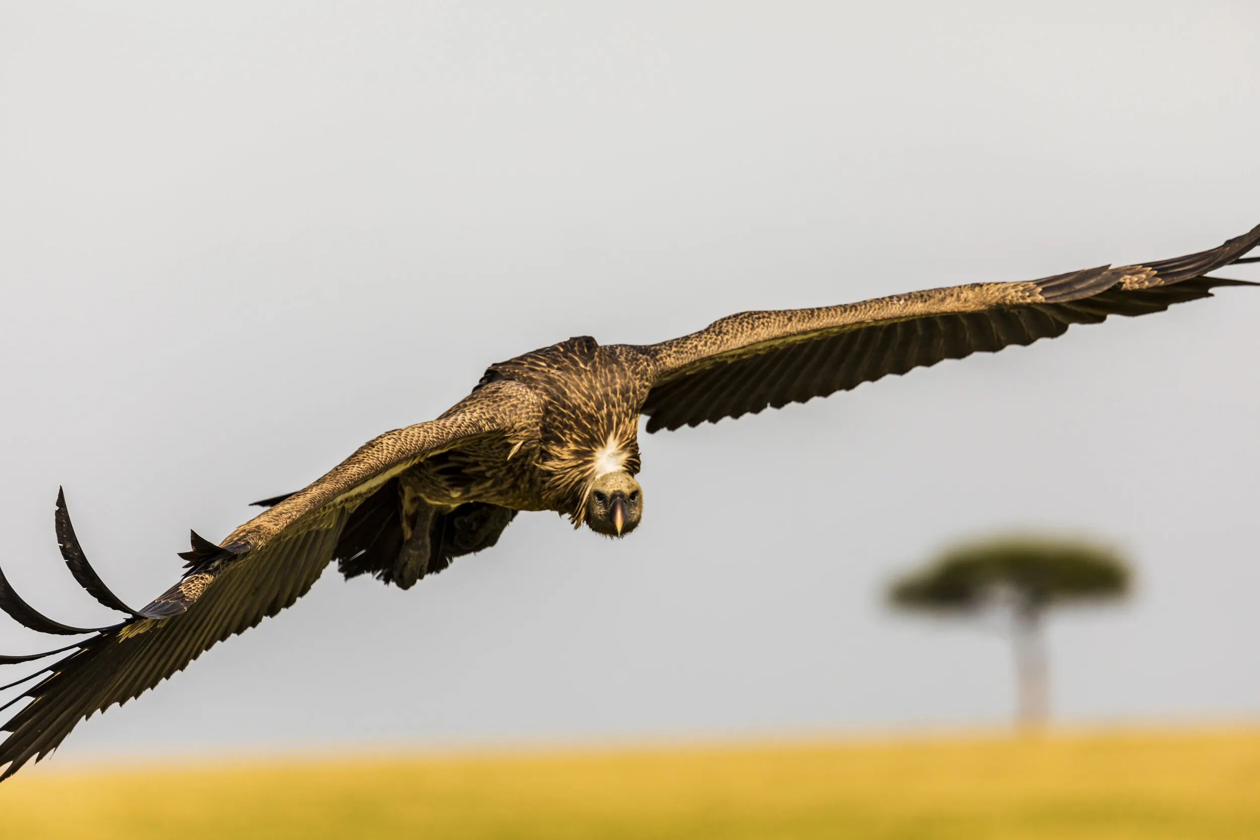 swooping vulture