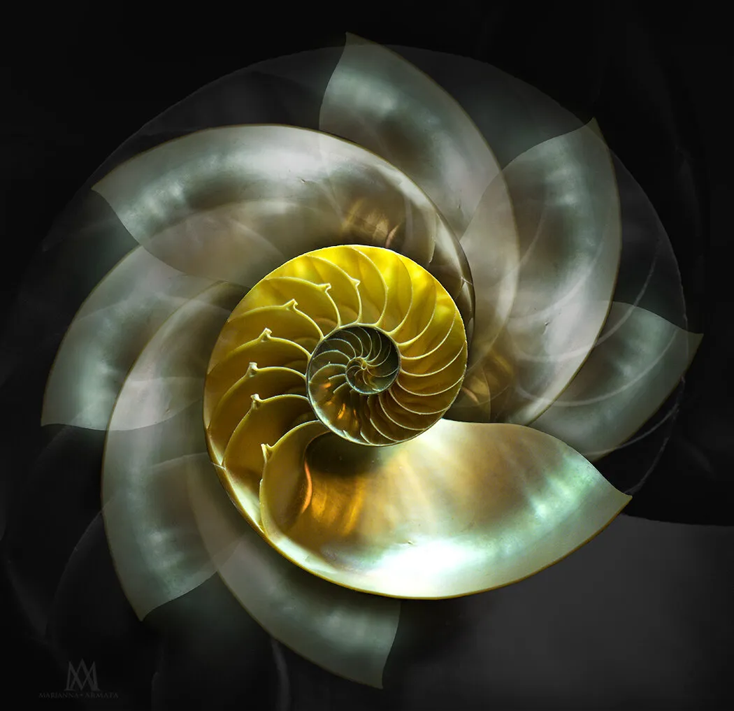 Spinning nautilus