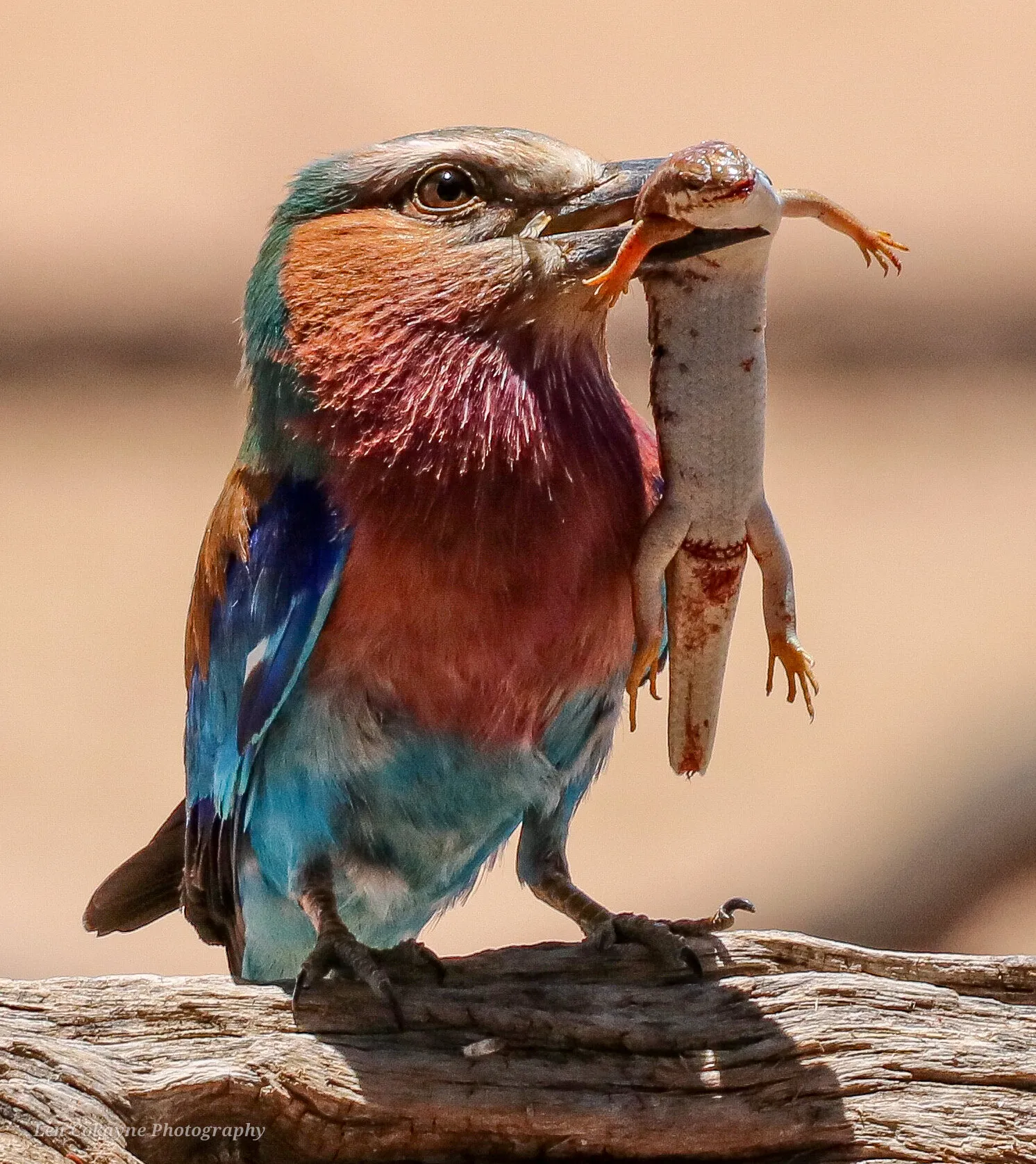 Lilac Breasted Roller with catch