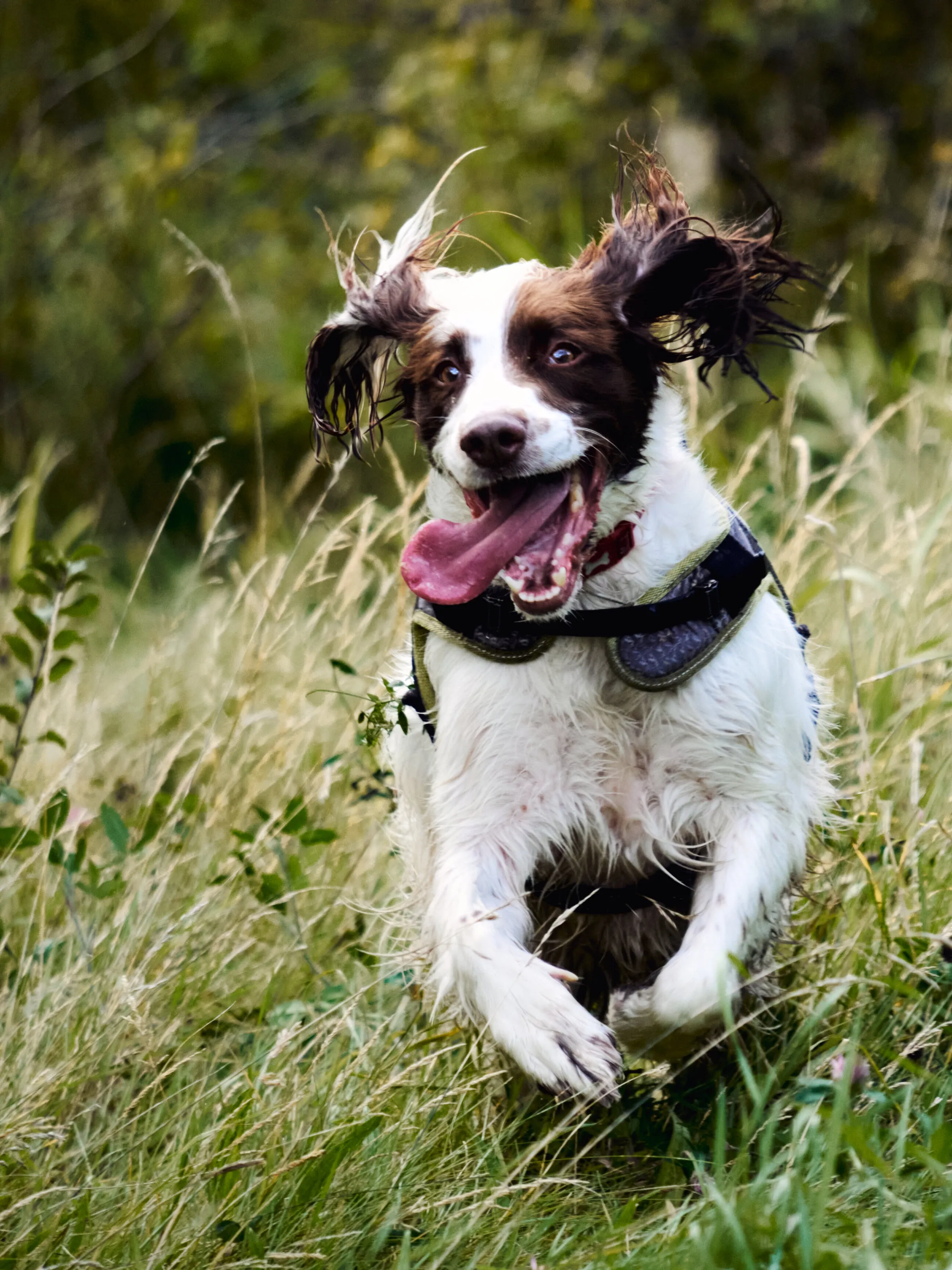 A Spaniel's Life for me