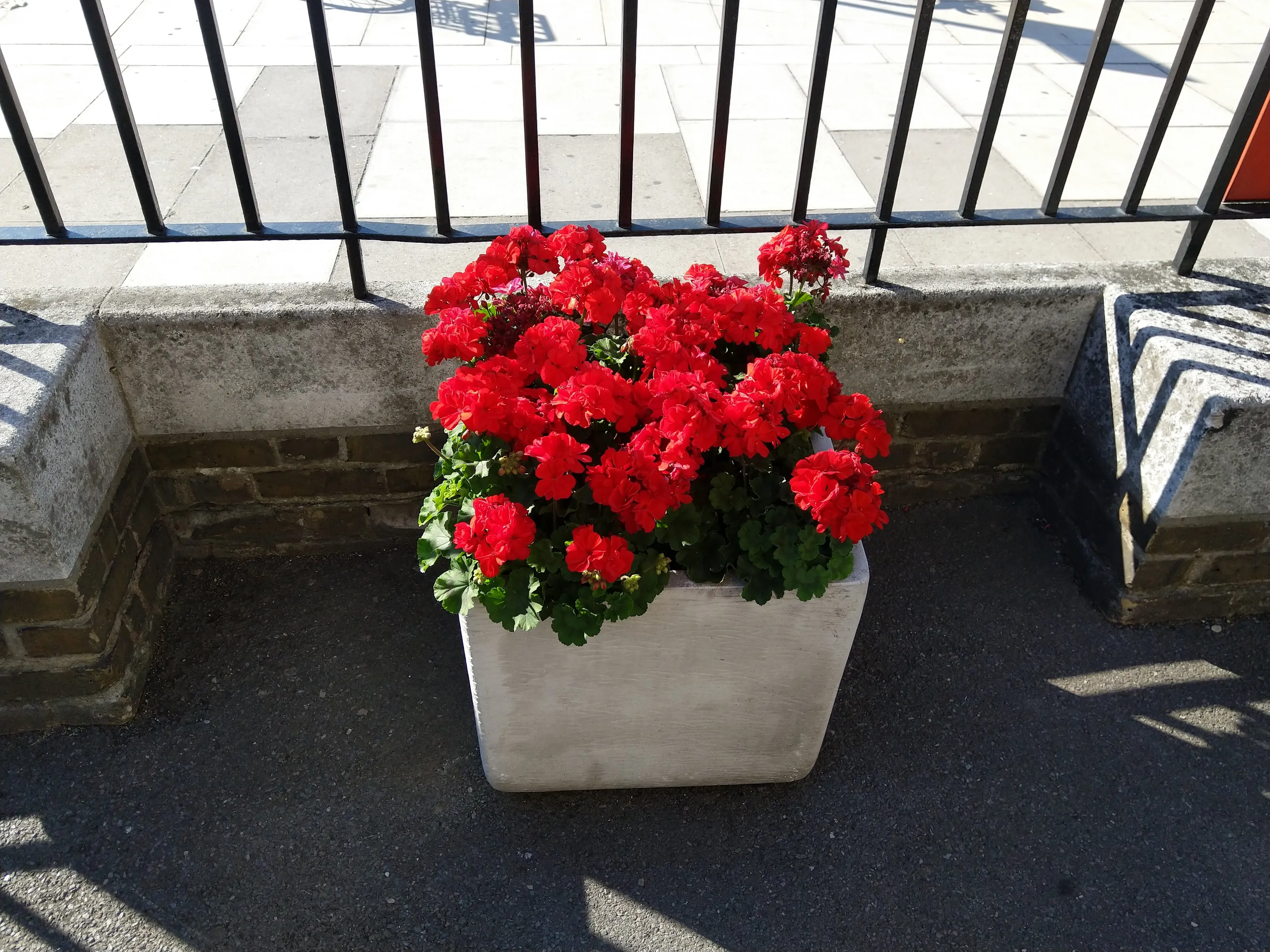 Red Flowers in pot