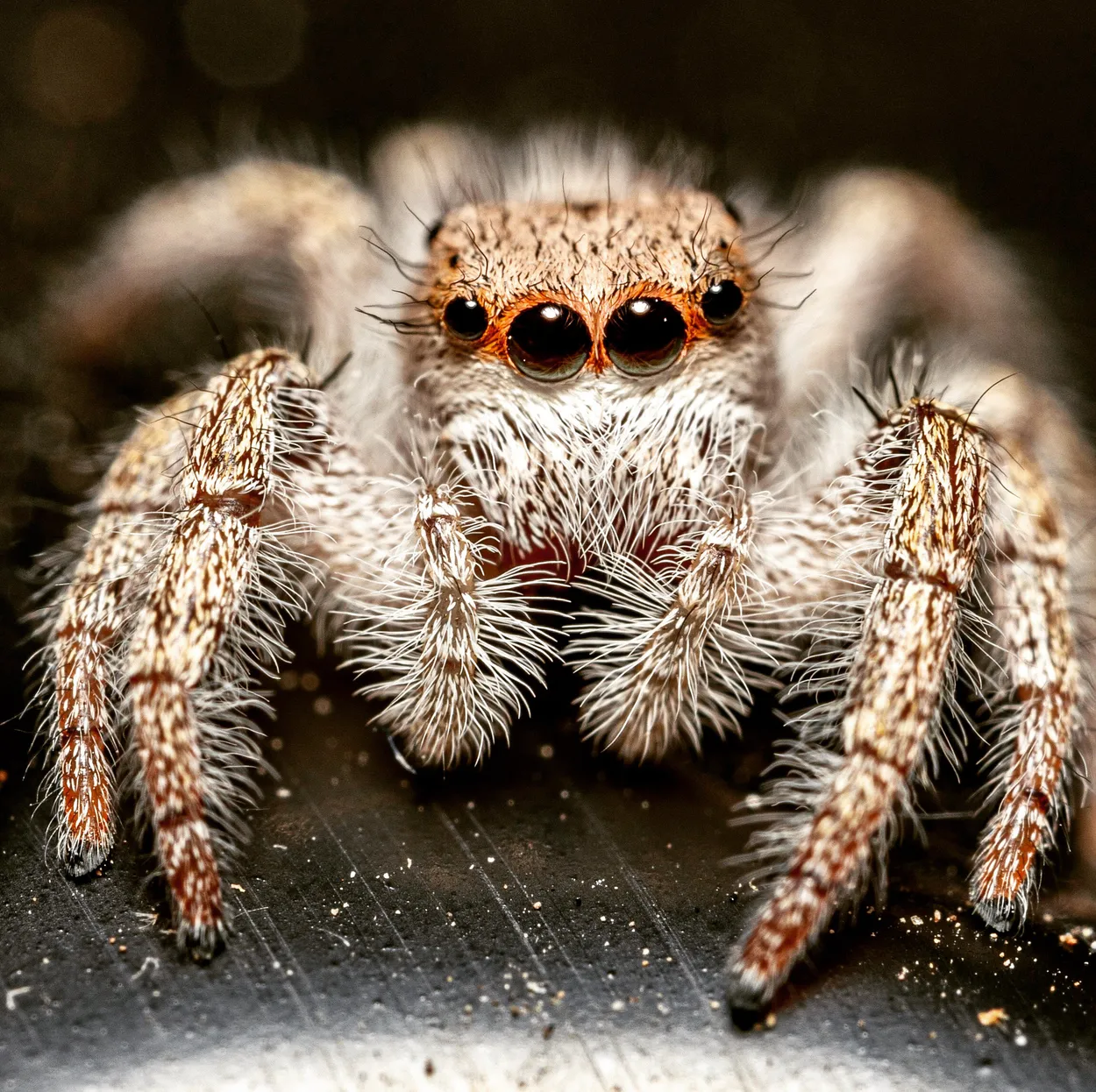 Entry 8753771