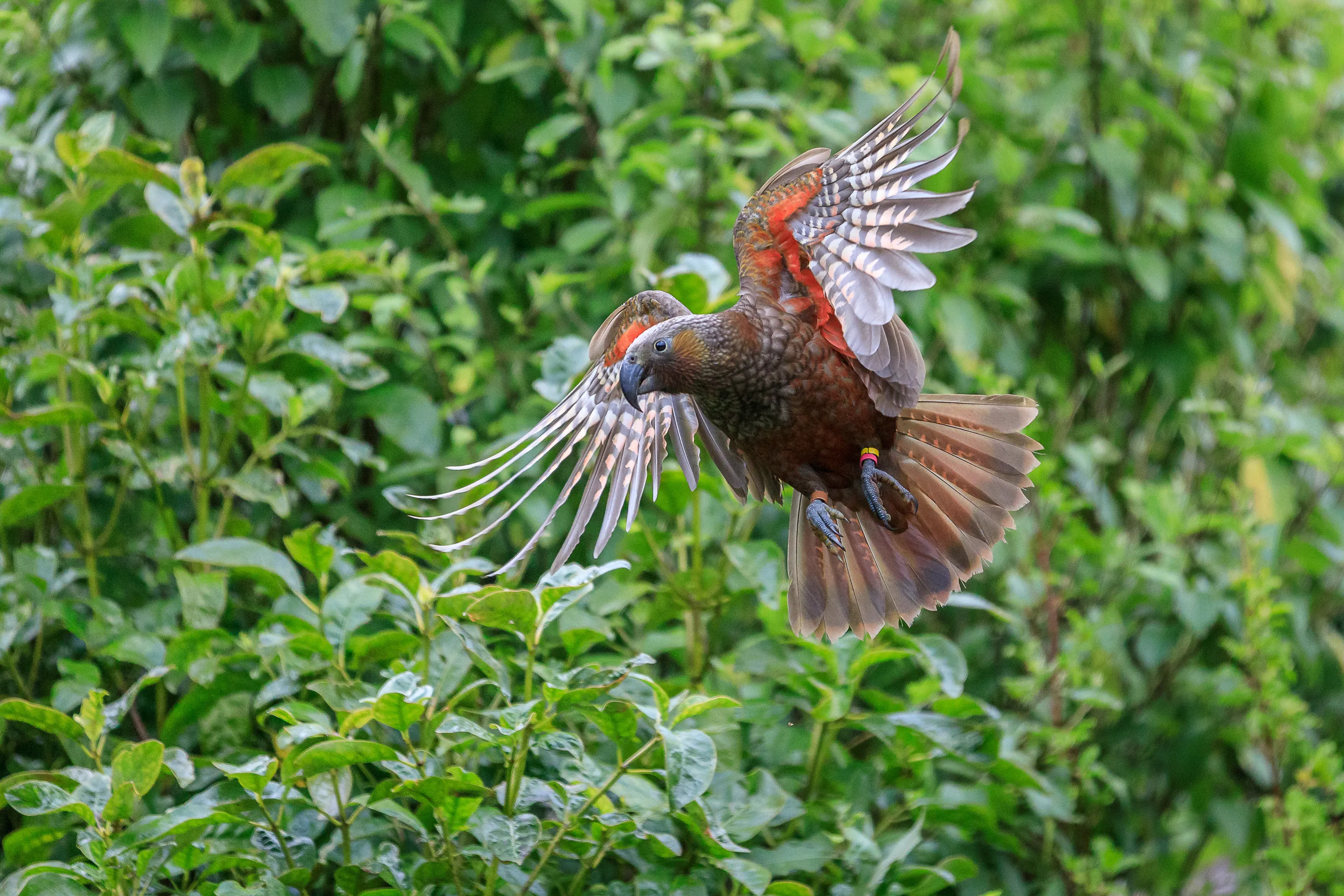 New Zealand Kaka