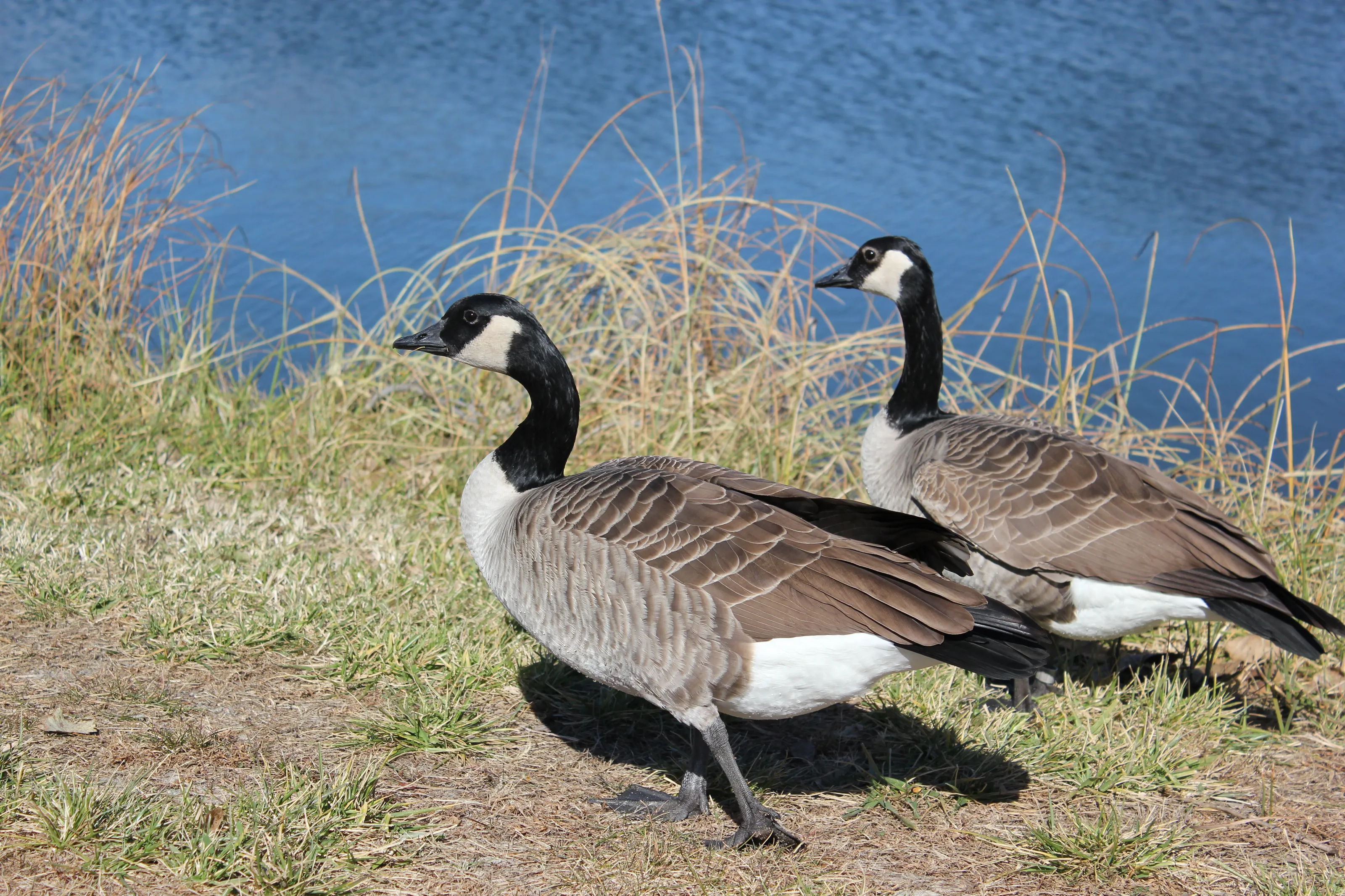 A Couple of Ducklings in Love