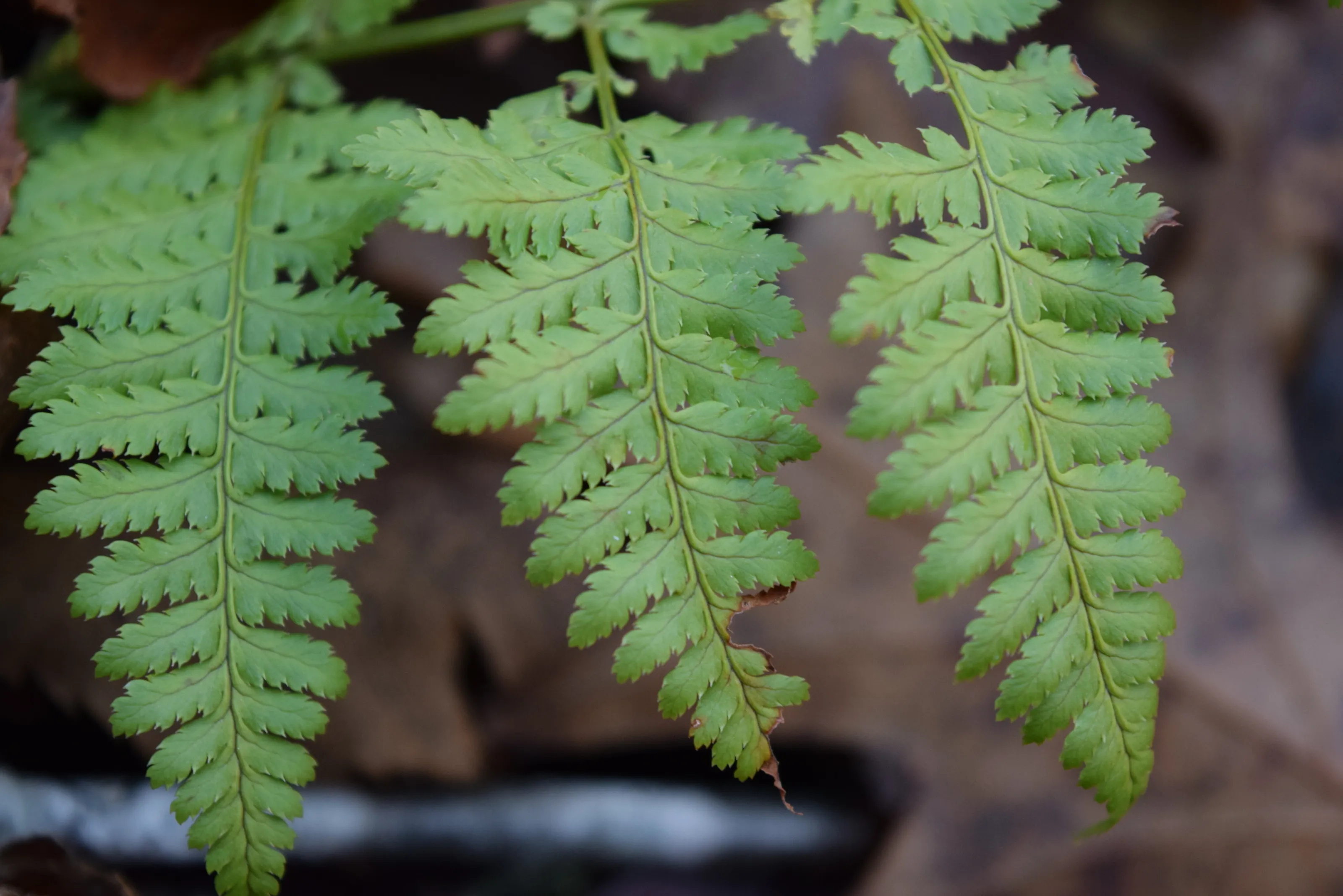 Fern