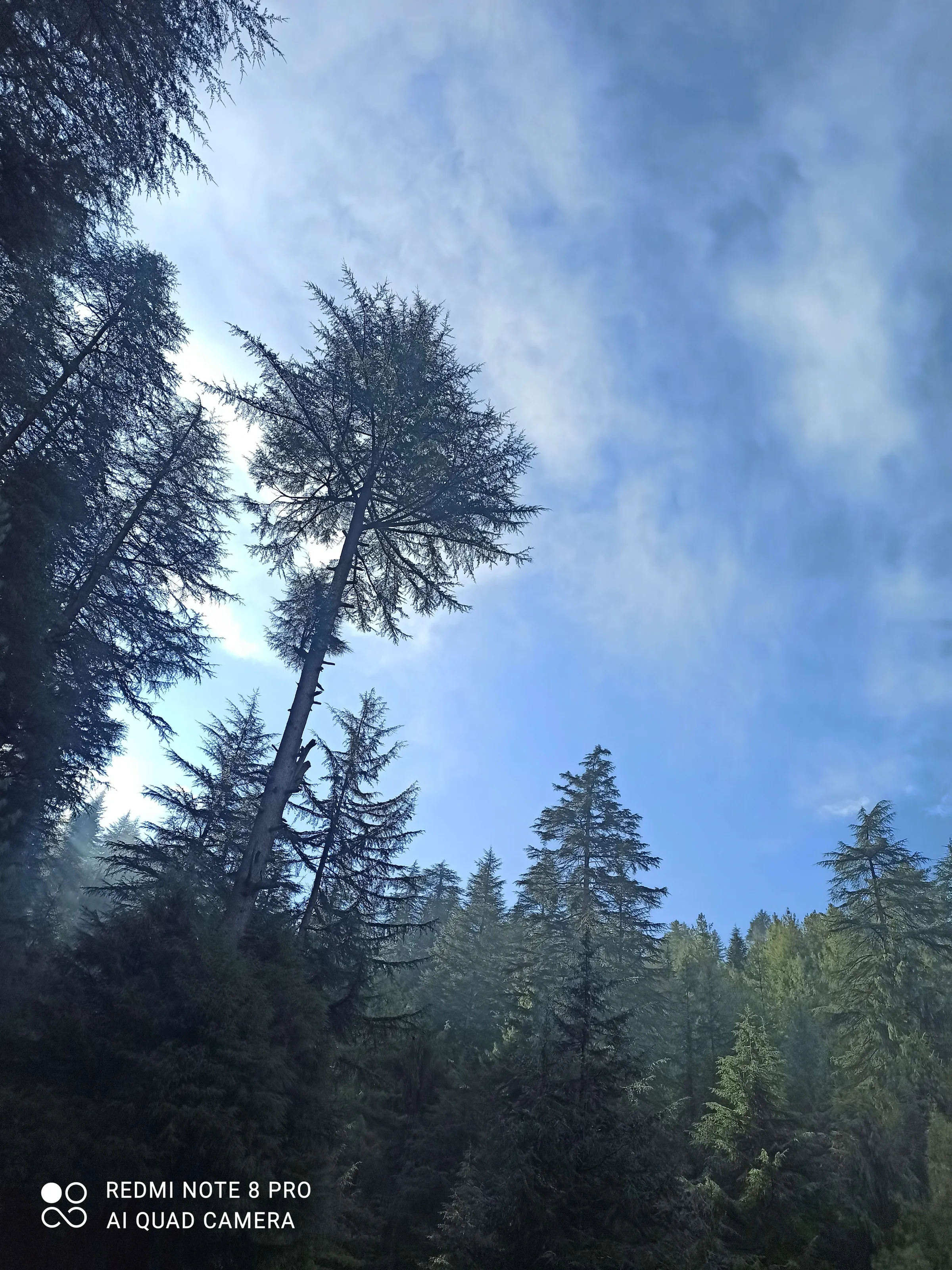 Magical trees