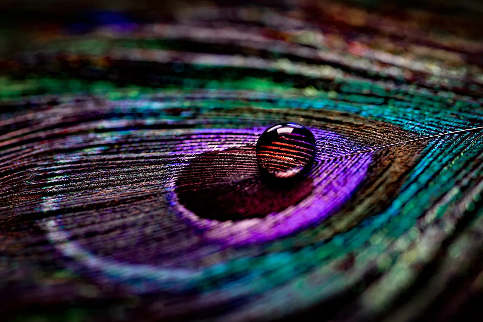 Feather Rain