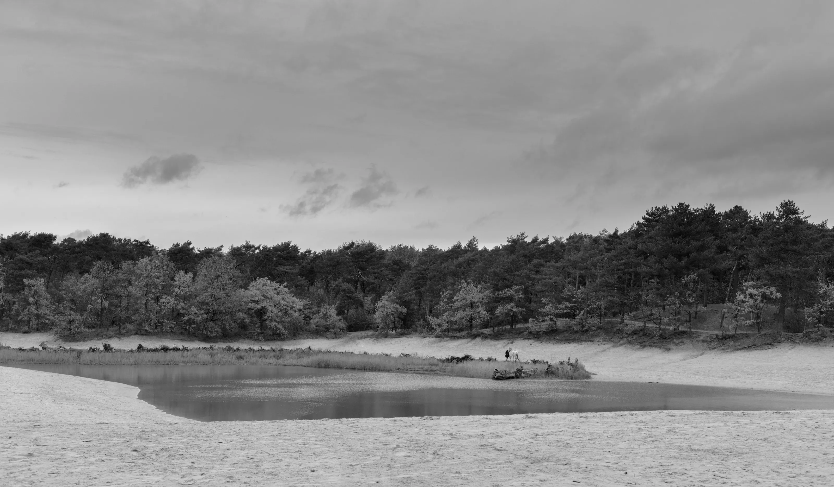When the forest meets the beach