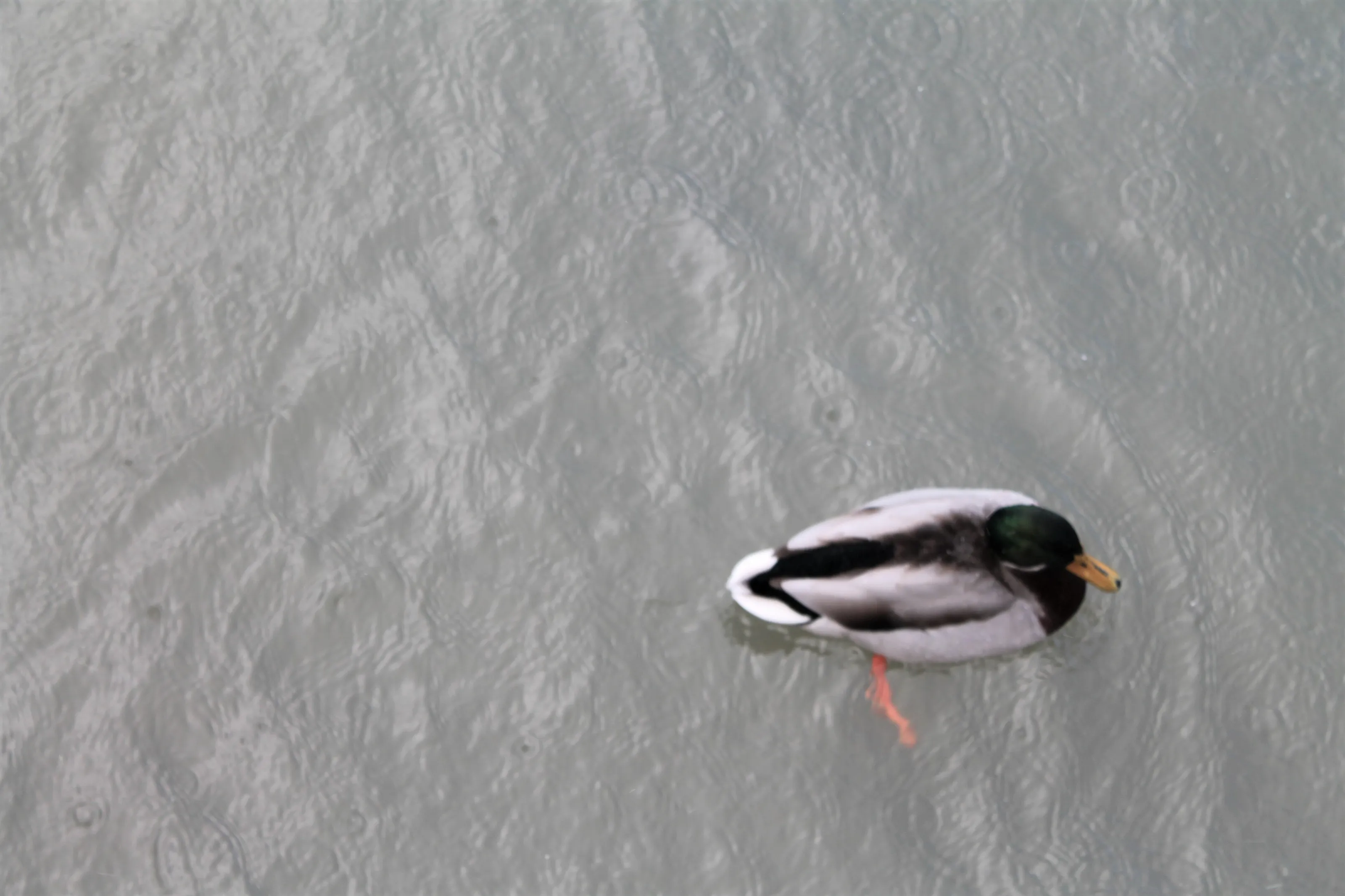 Duck's eye view