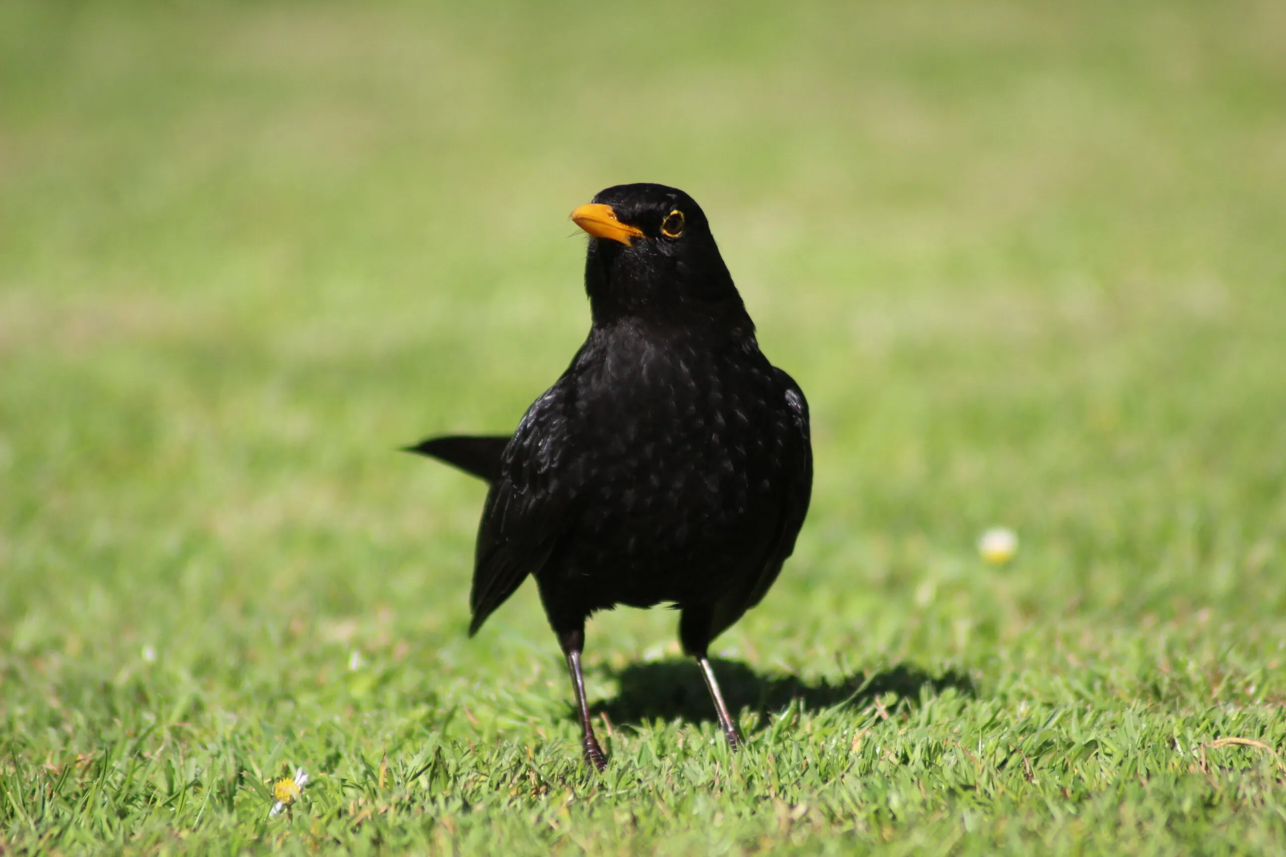Black bird on grass