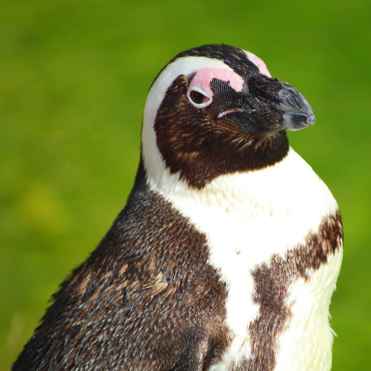 Penguin Portrait