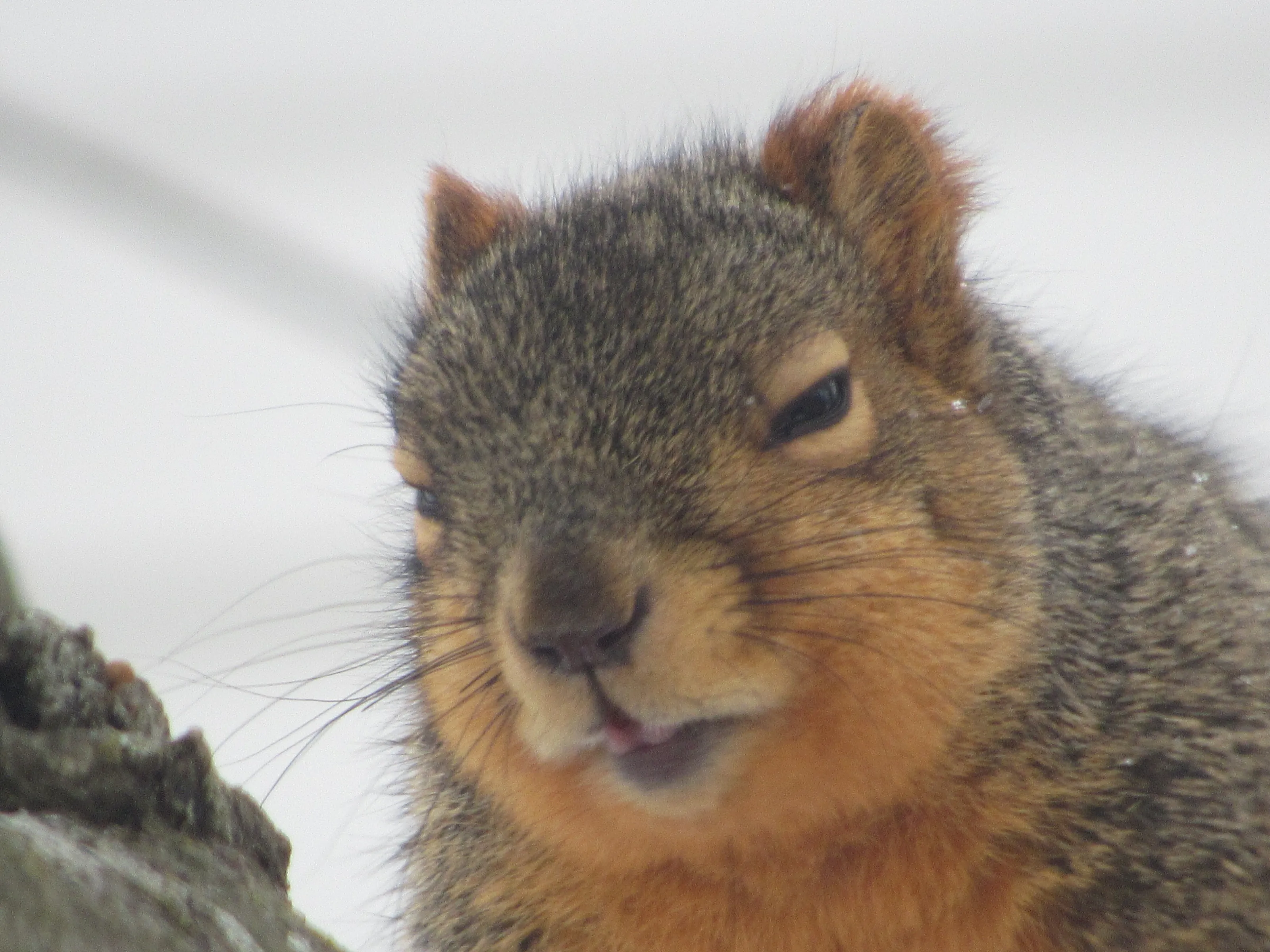 Sleepy squirrel