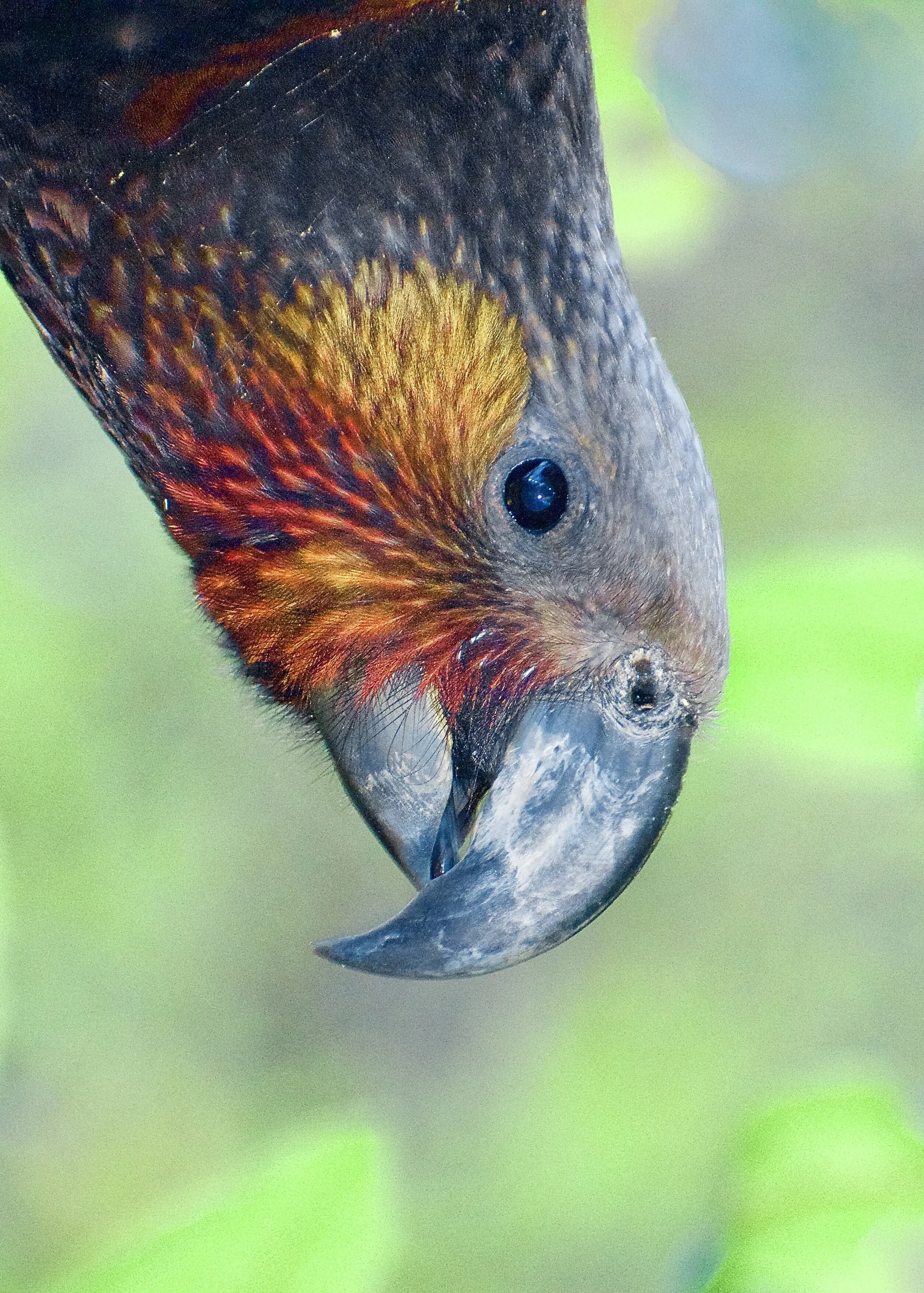 Upside Down Kaka