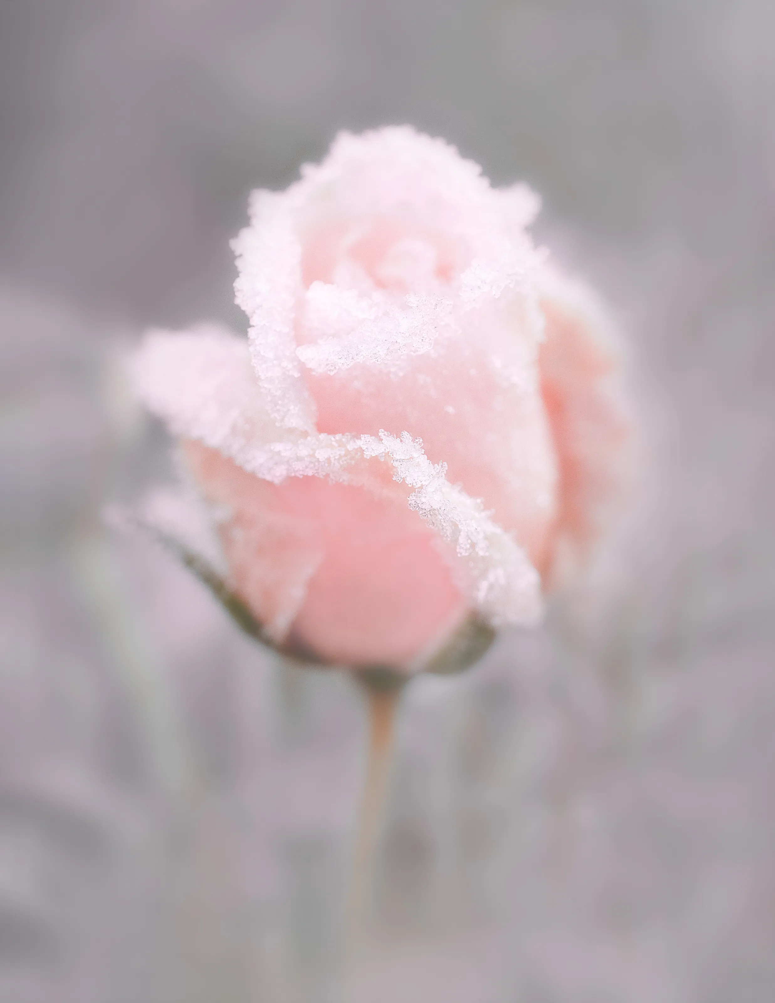 Frosted rose