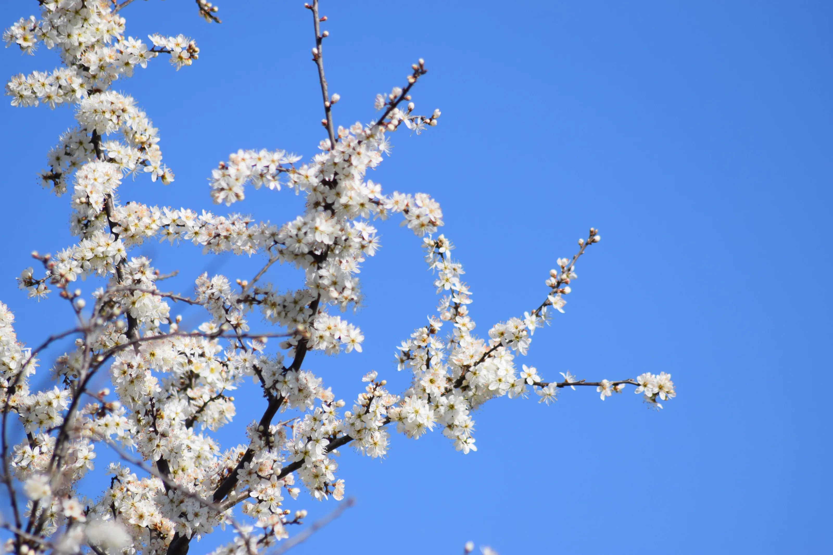 White and Blue