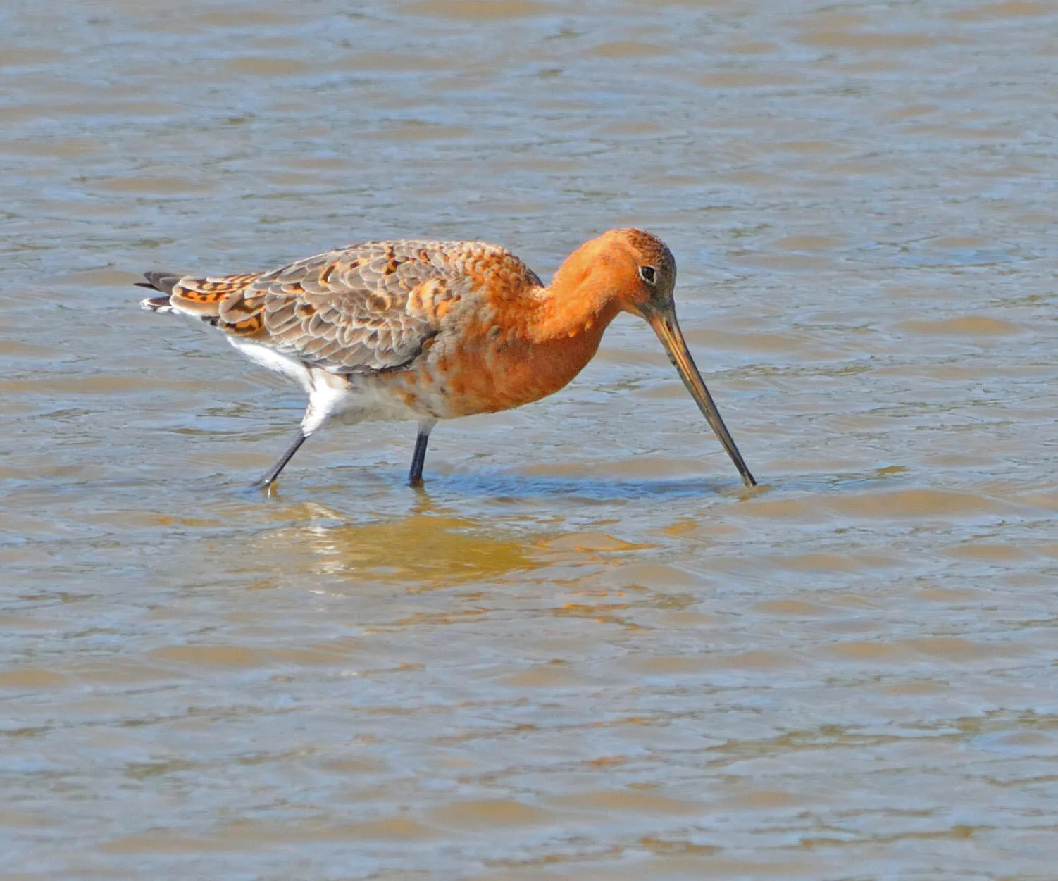 Godwit on beach - Brownsea Island